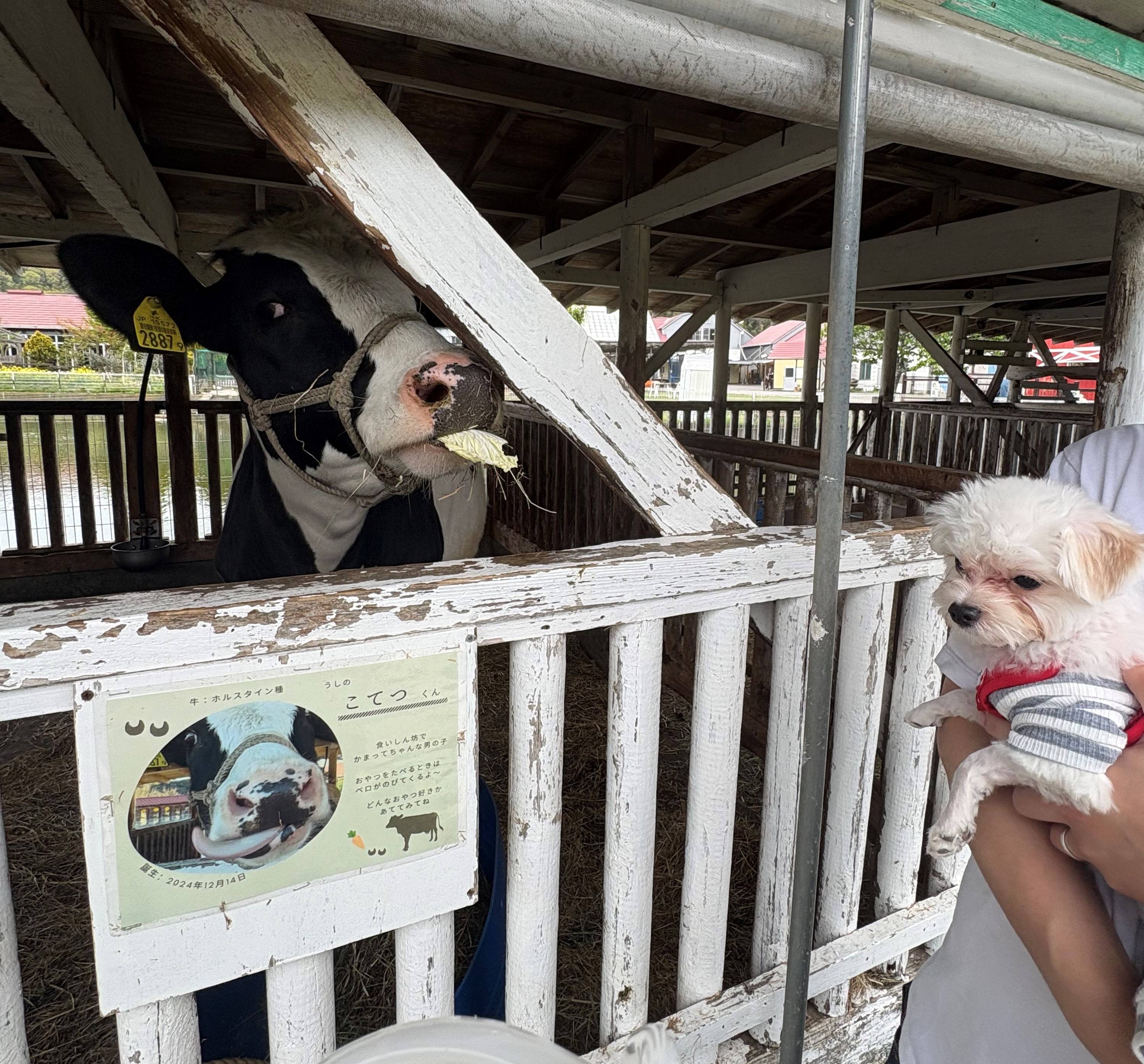 愛犬とお出かけ~静岡県~①02
