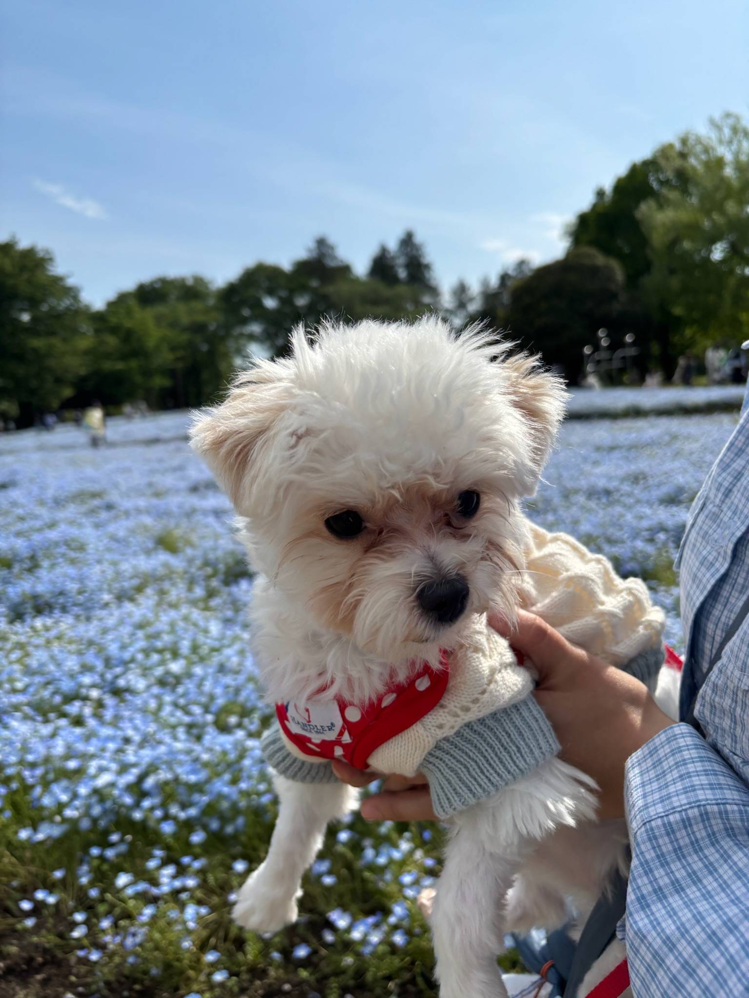 愛犬とお出かけ~国営昭和記念公園~