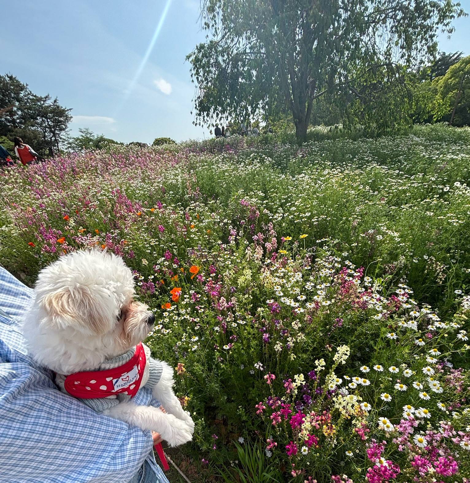 愛犬とお出かけ~国営昭和記念公園~01