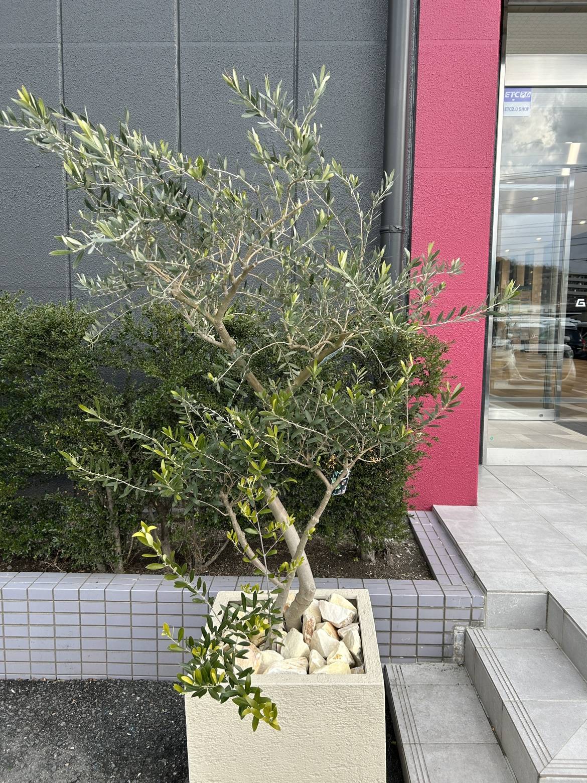 お店の門番ちゃんを紹介します！