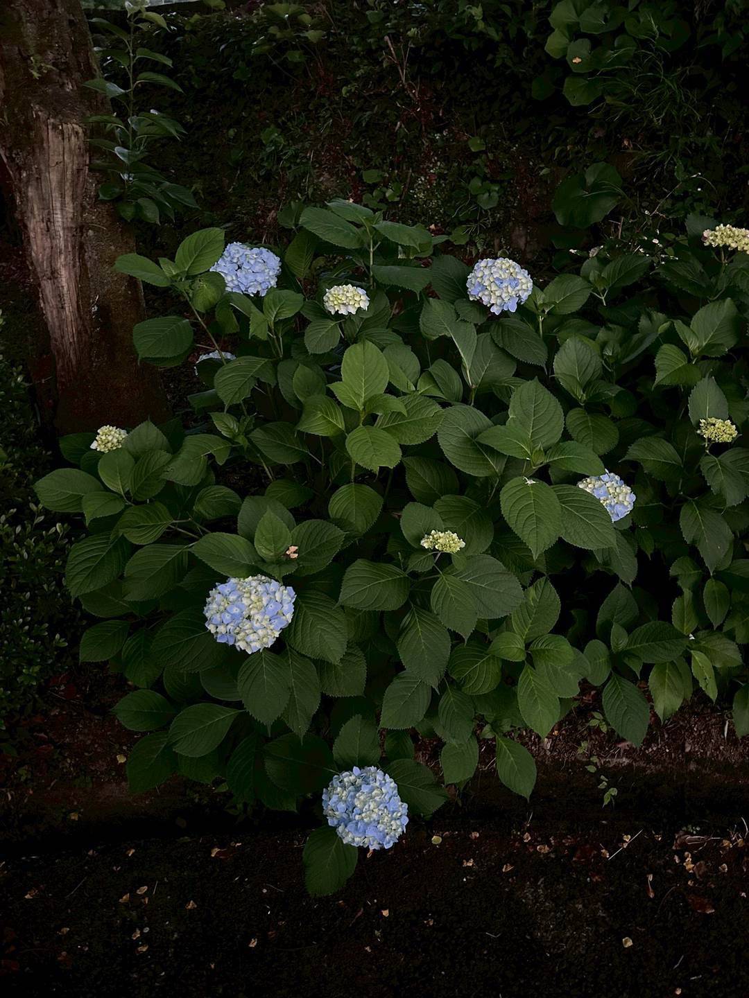 きれいなアジサイみつけました！01