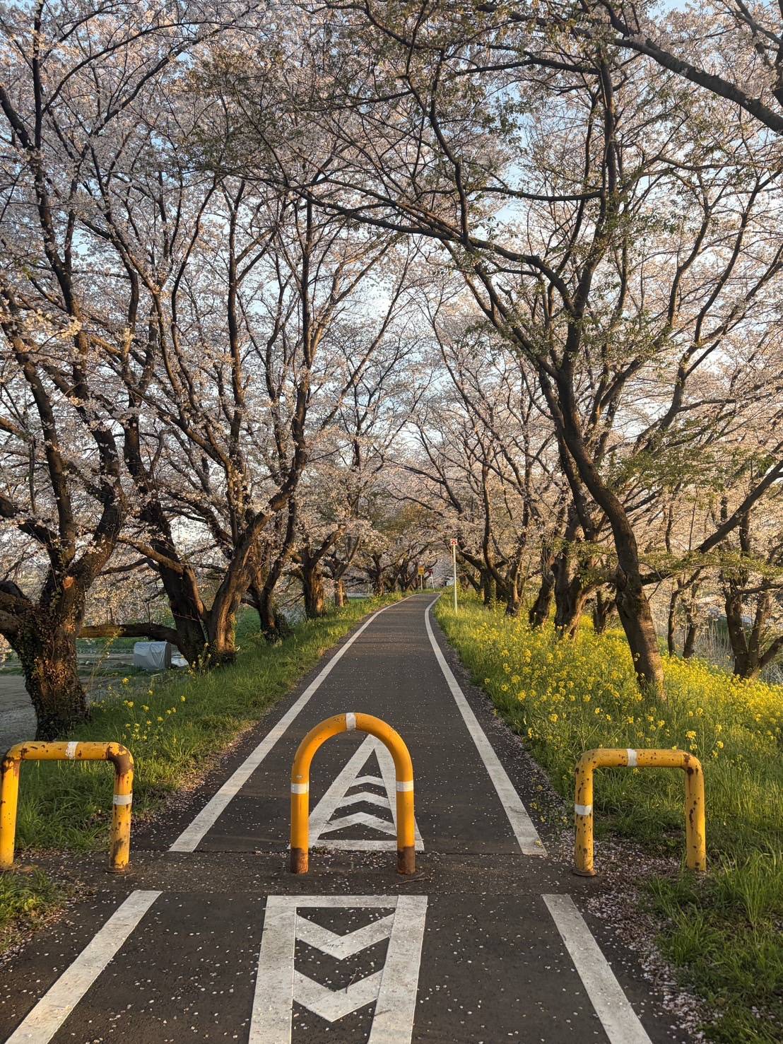 お花見に行ってきました！01