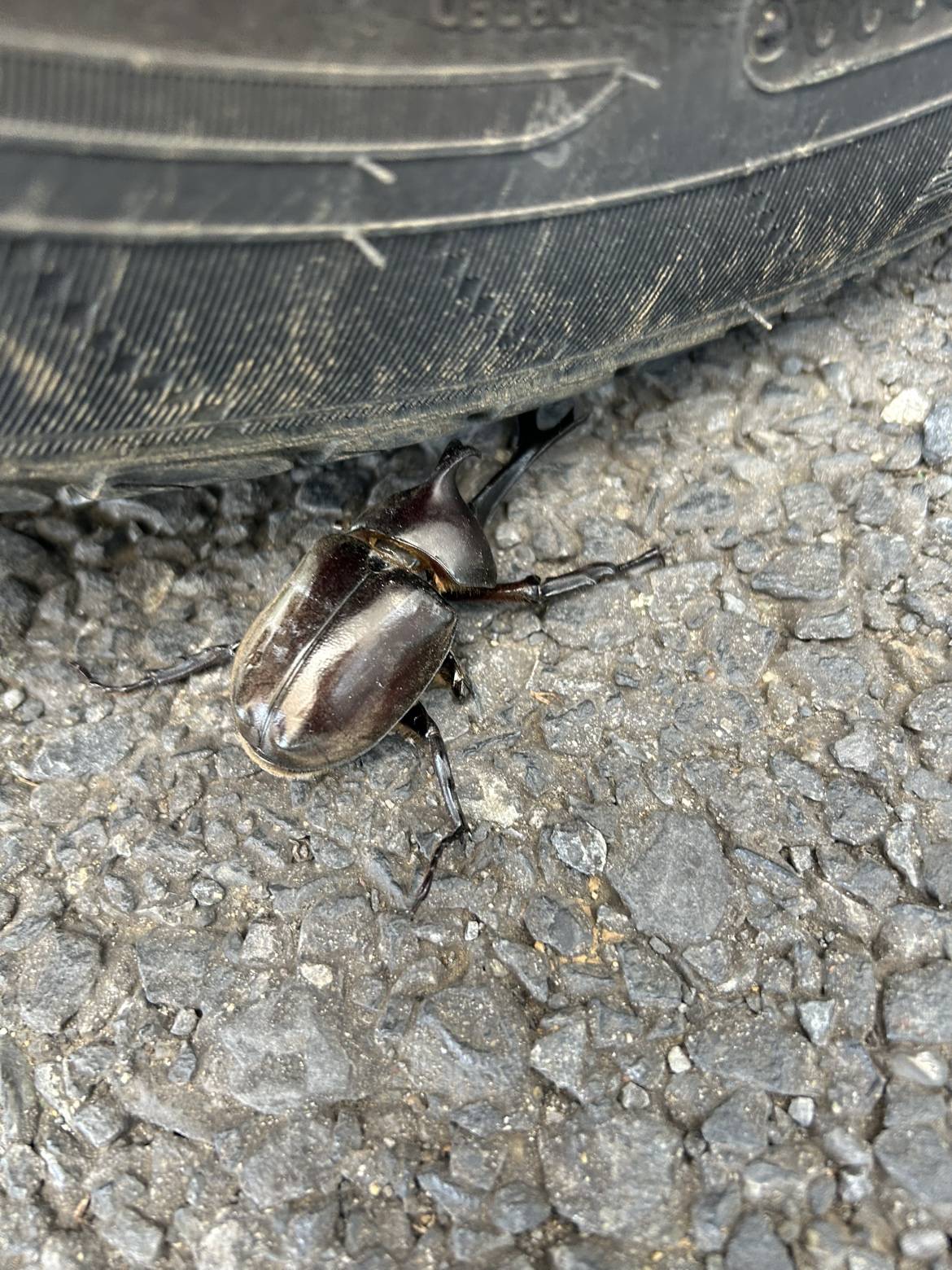 夏です!