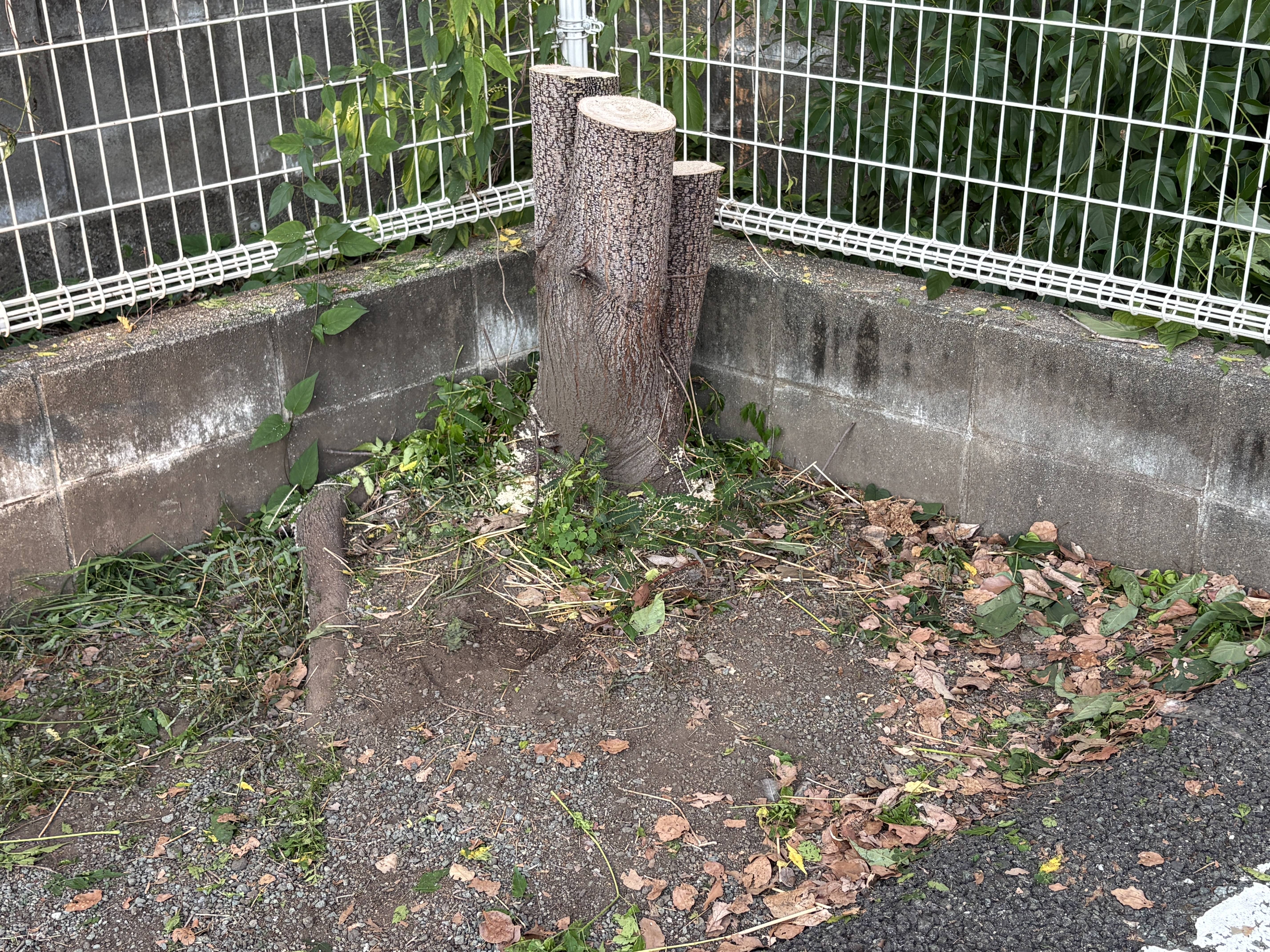 伐採しました！