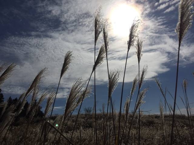 １１月１３日は焼き芋の日♪
