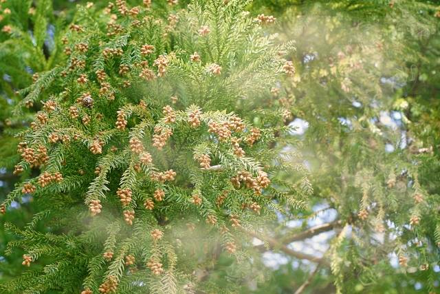 春もすぐそこ。花粉が来てますね。