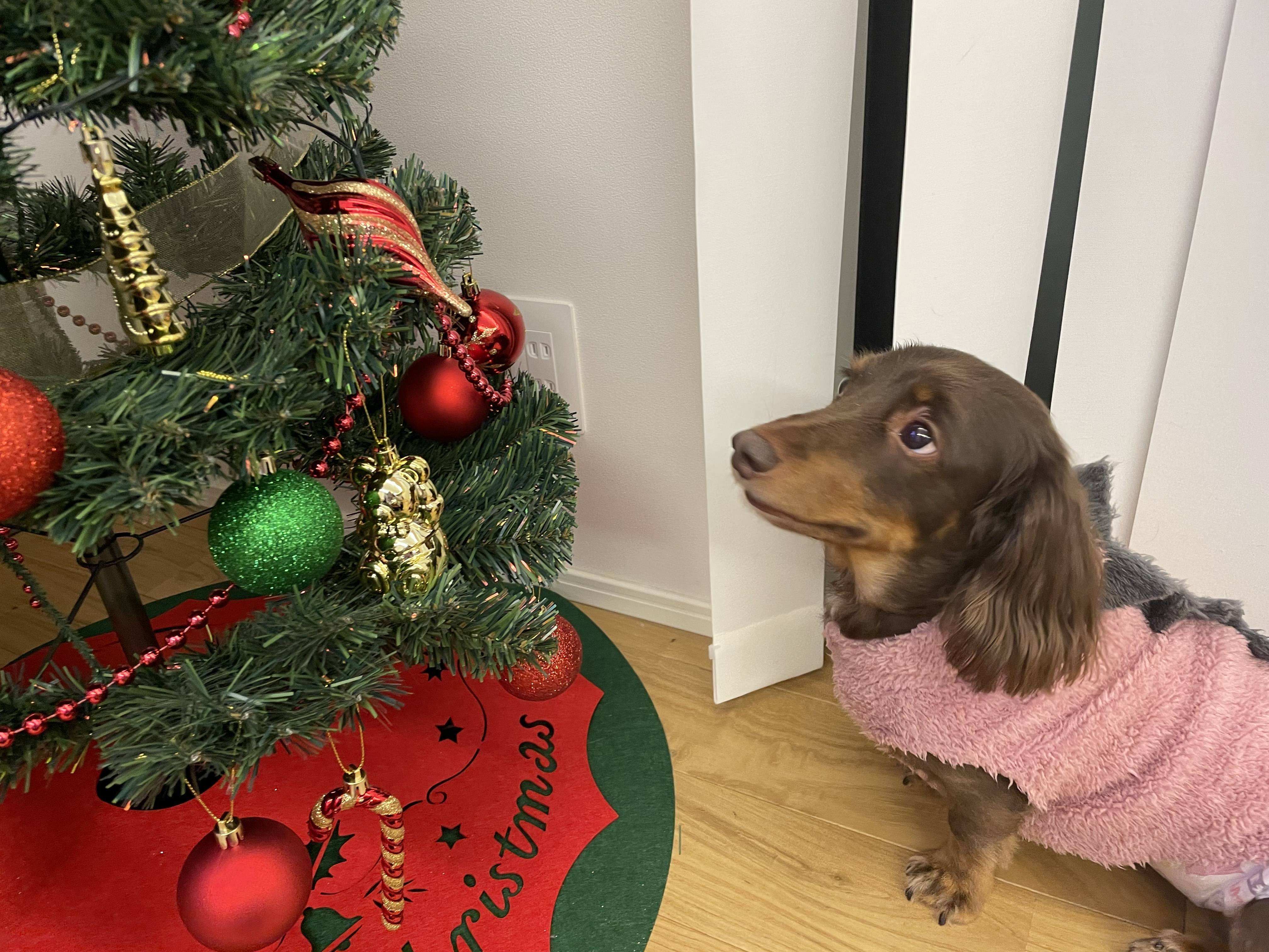 我が家もクリスマスツリー02