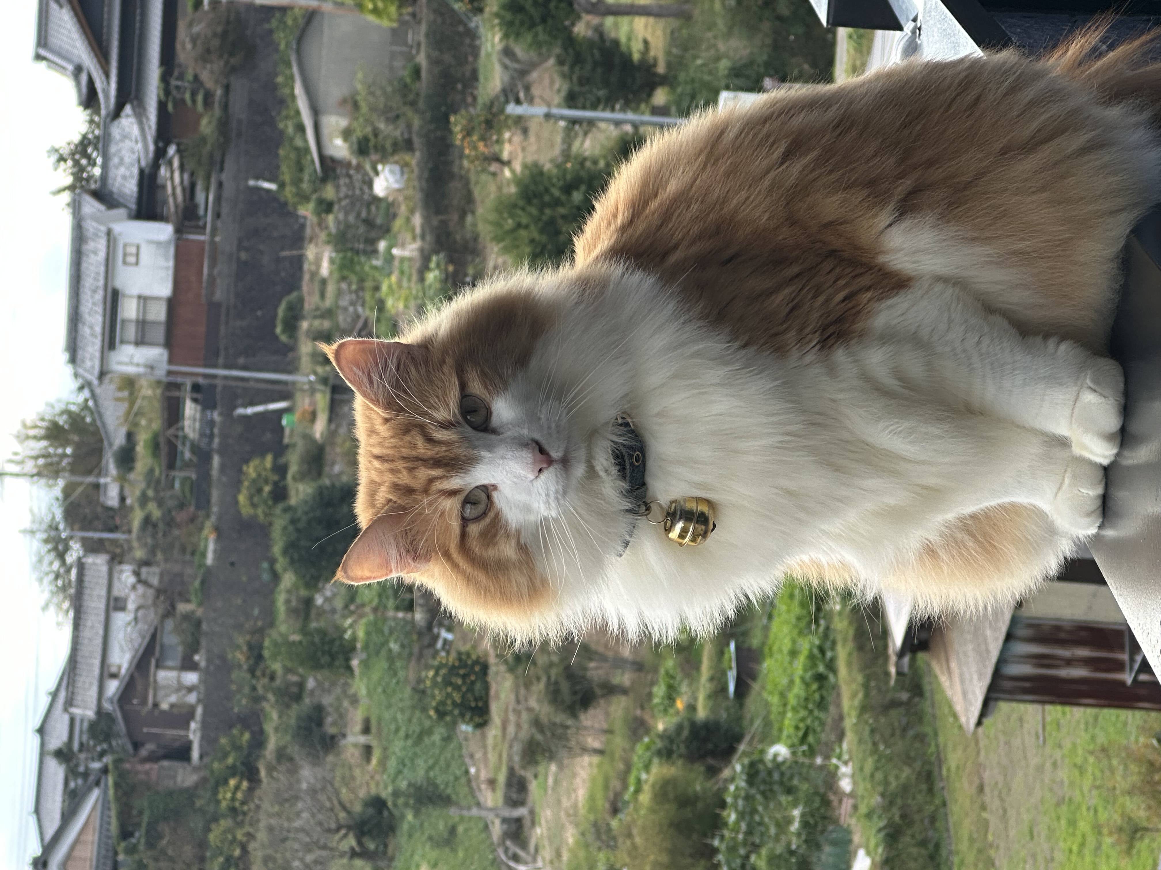 猫ちゃん紹介01