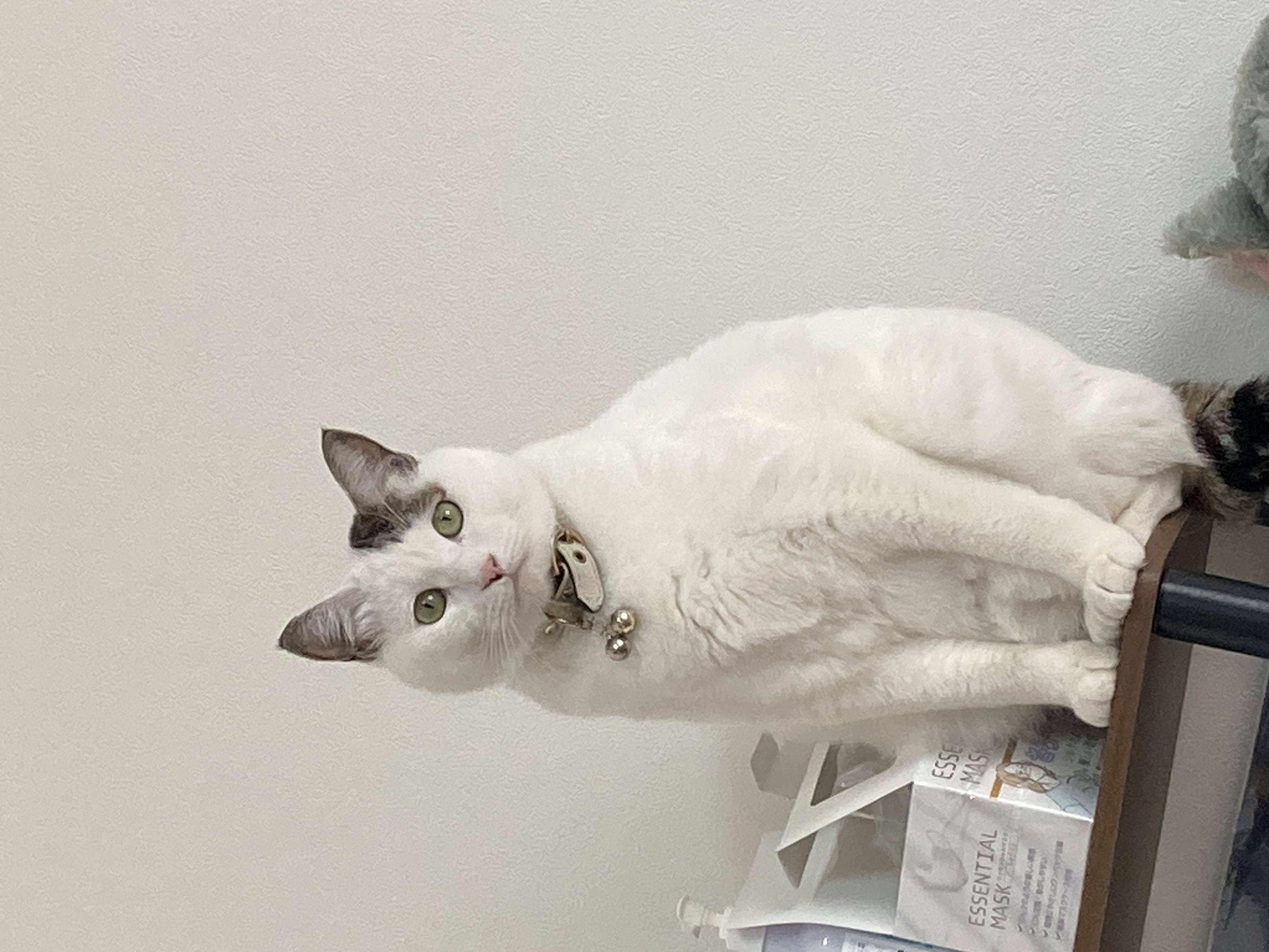 猫ちゃん紹介２