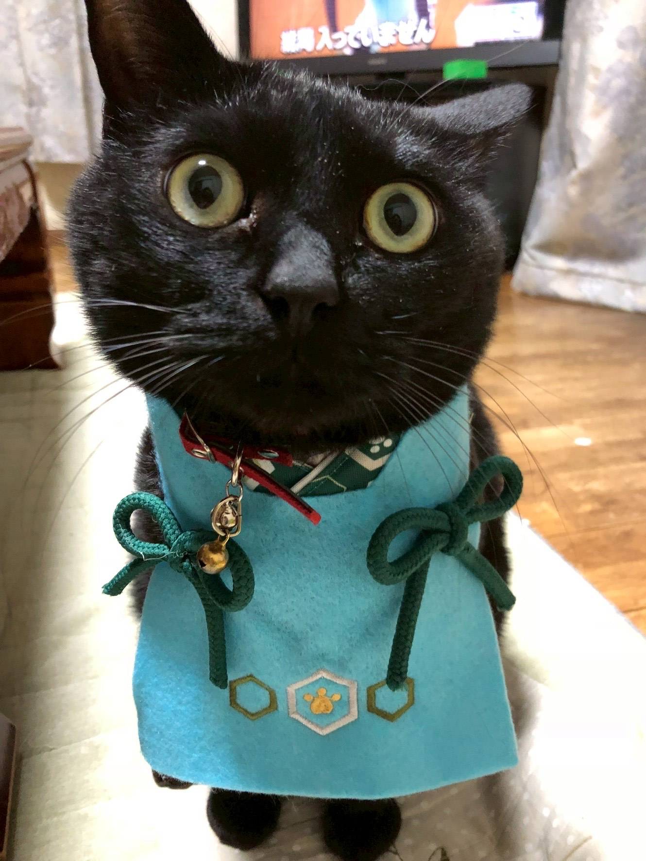 猫ちゃん紹介３