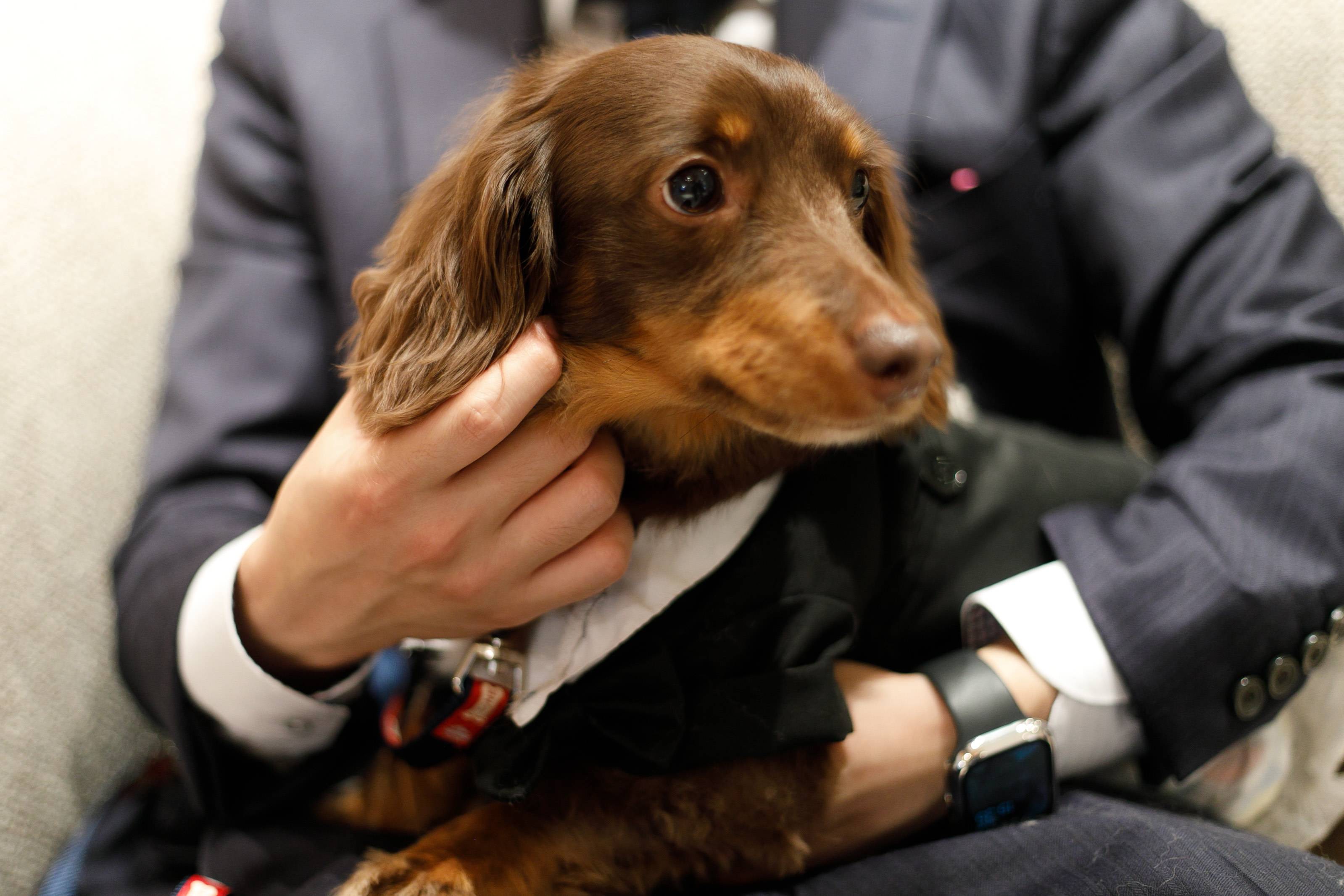 わんこの誕生日