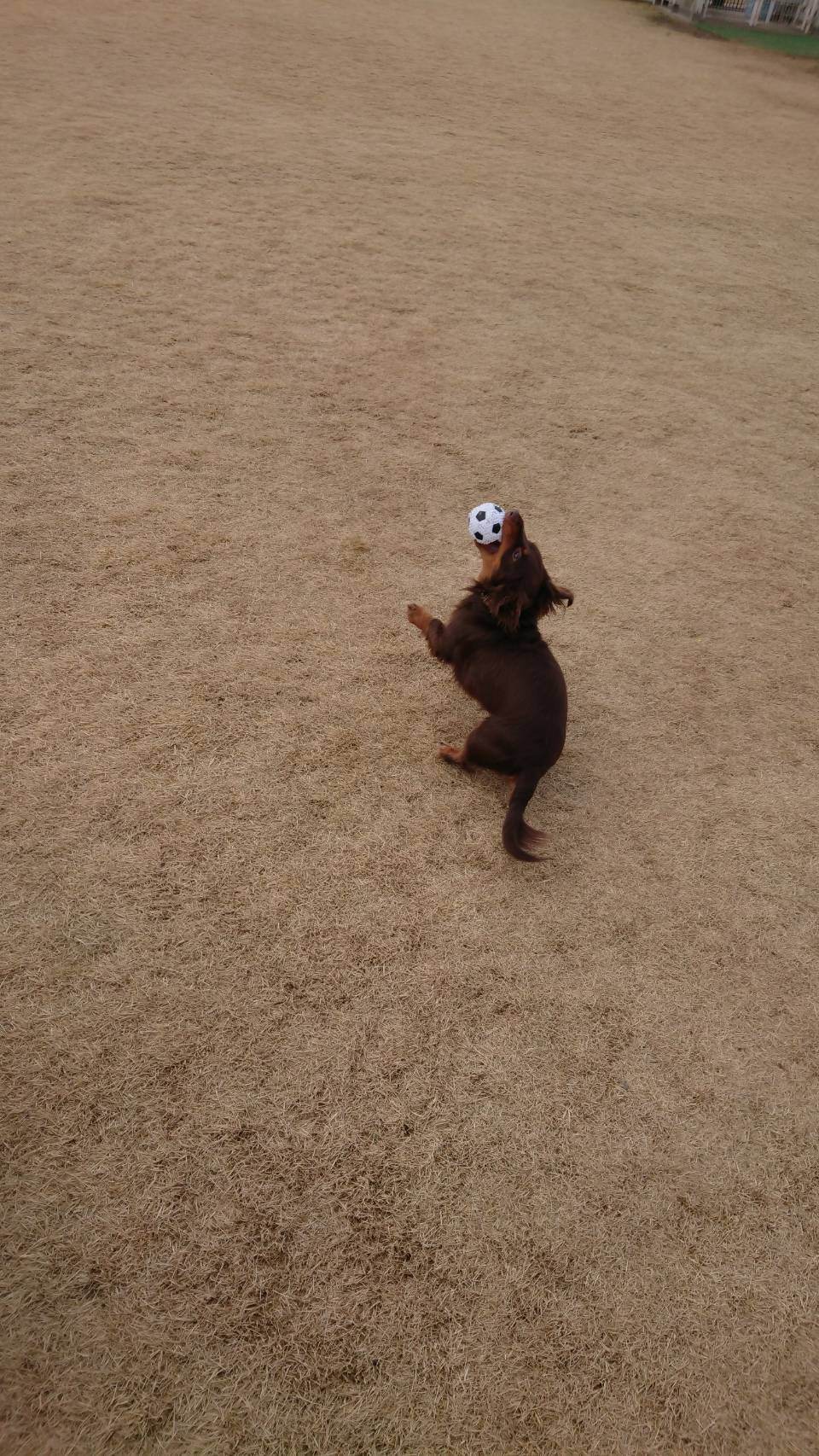 わんこの誕生日01