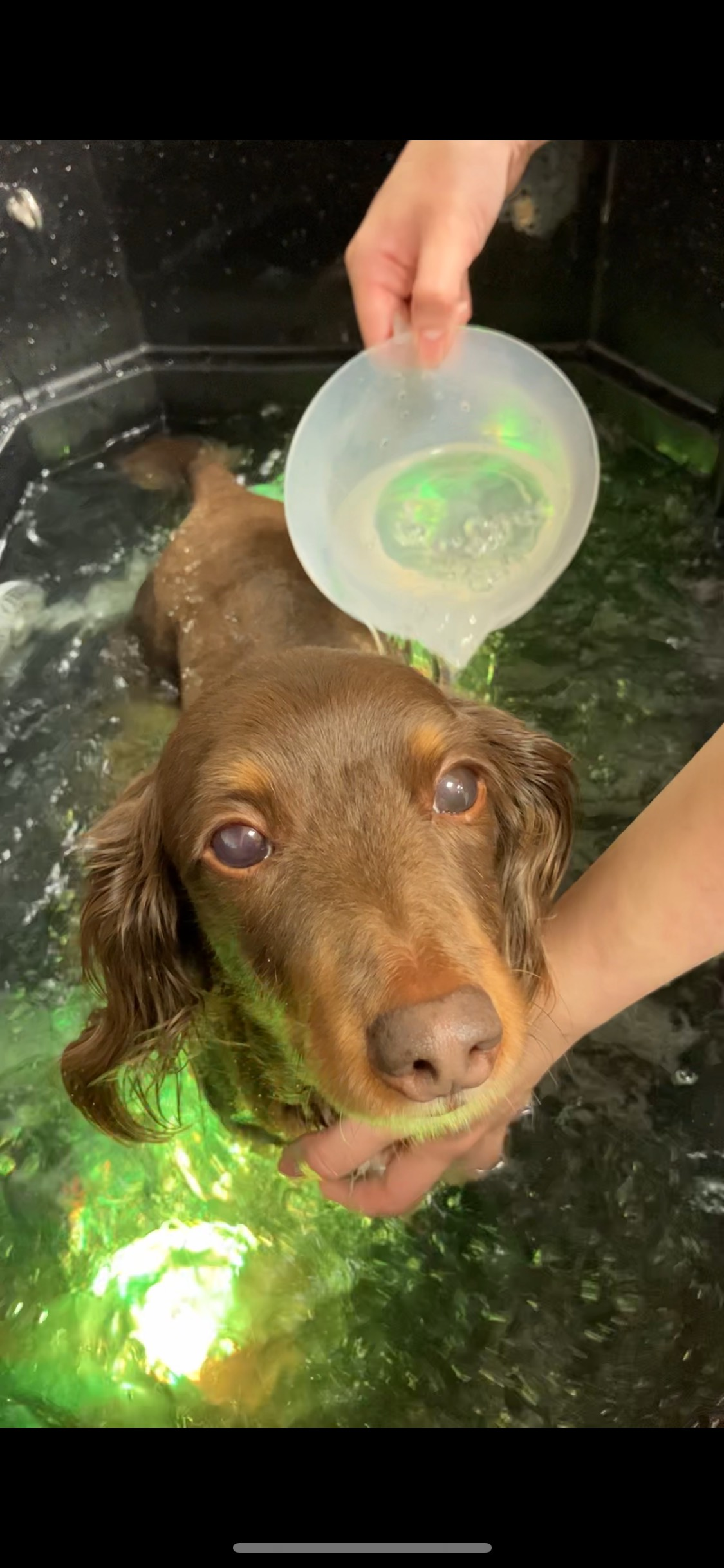 今年最後のトリミング