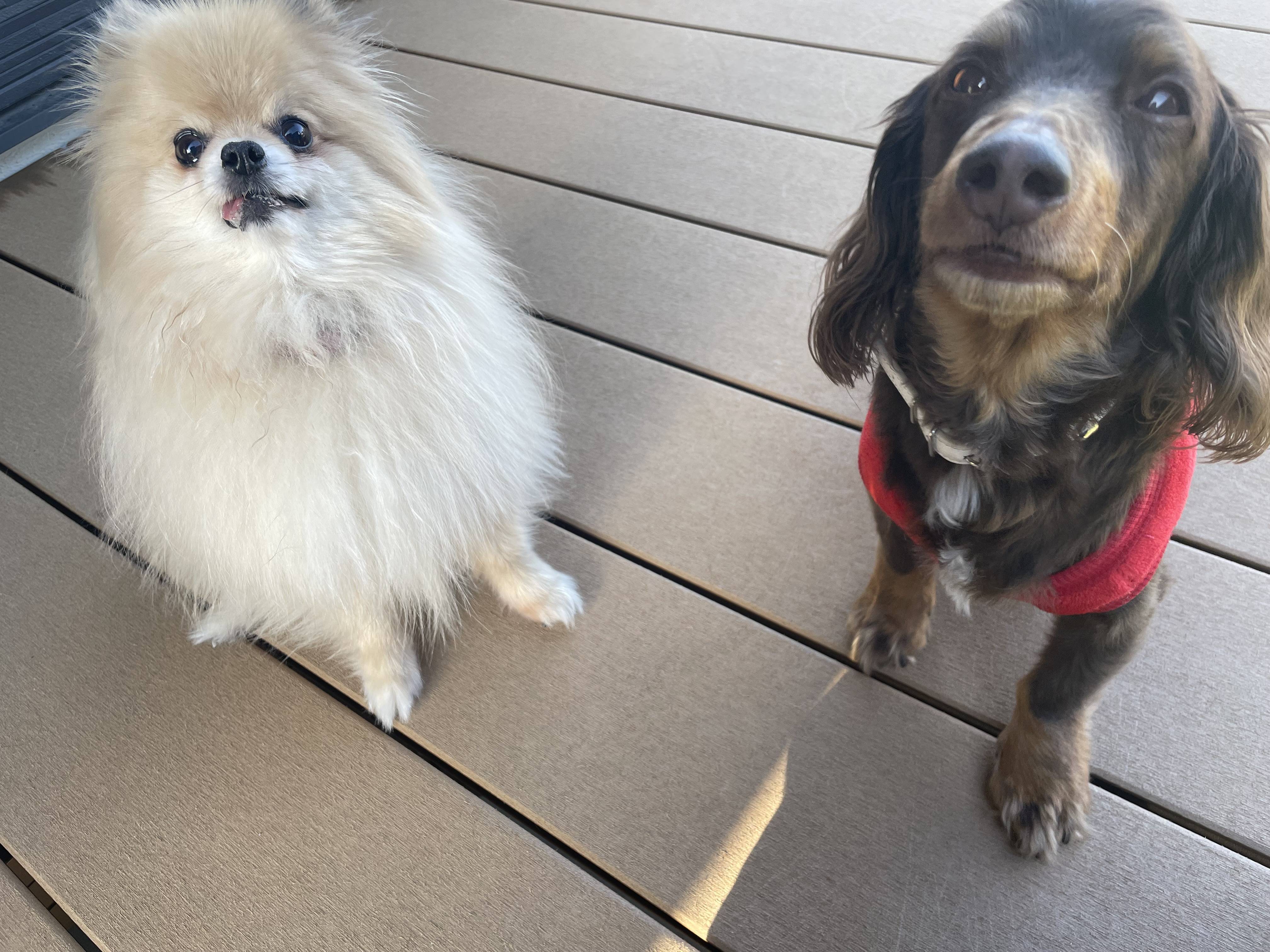 おやつの待て！