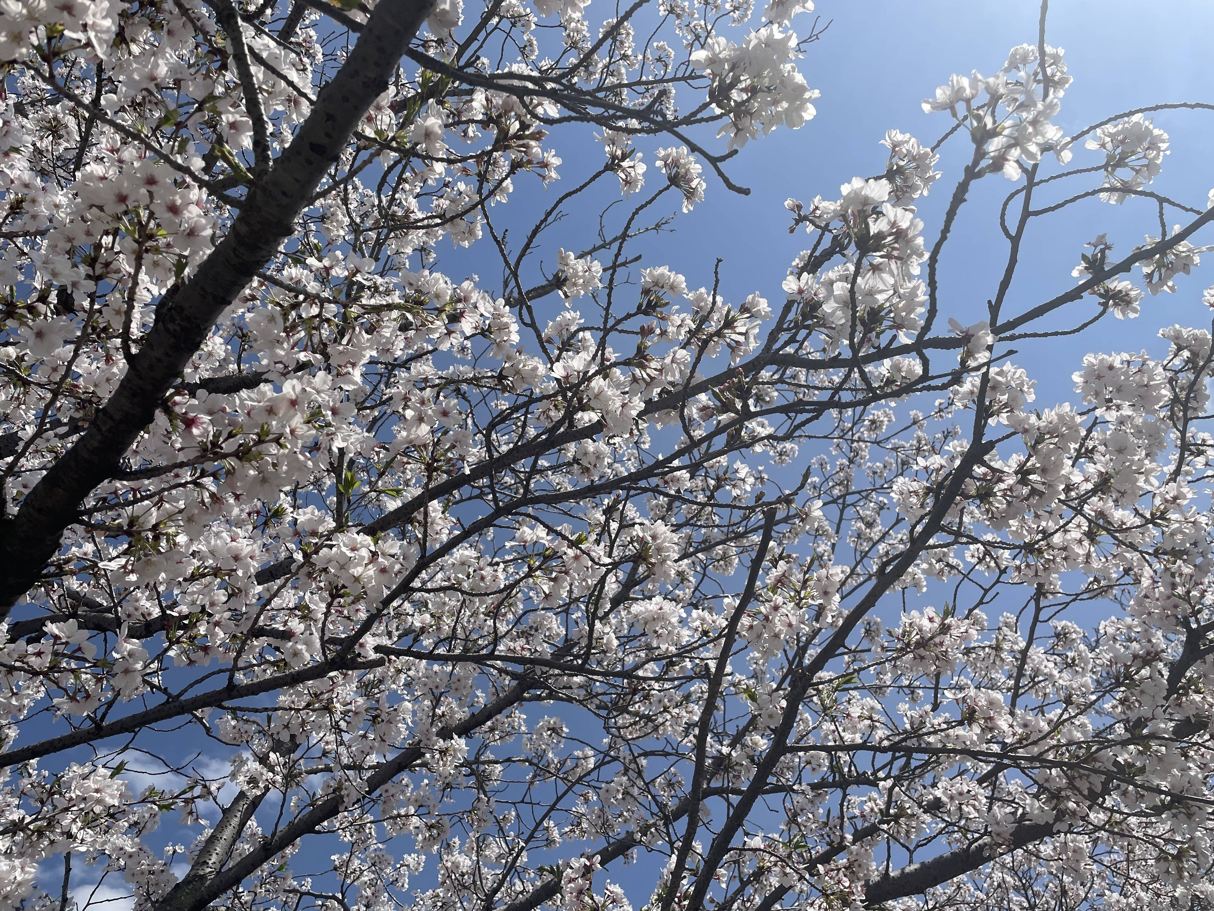 お花見