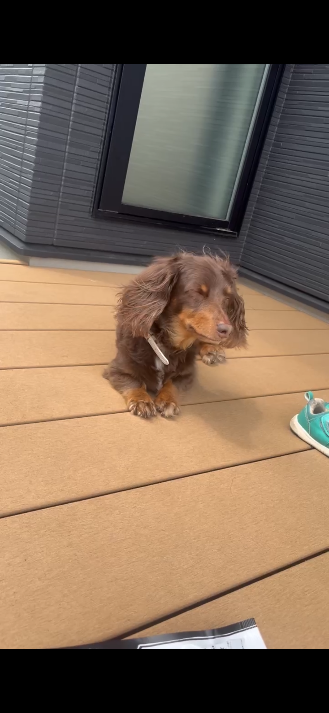 風を感じてるラム