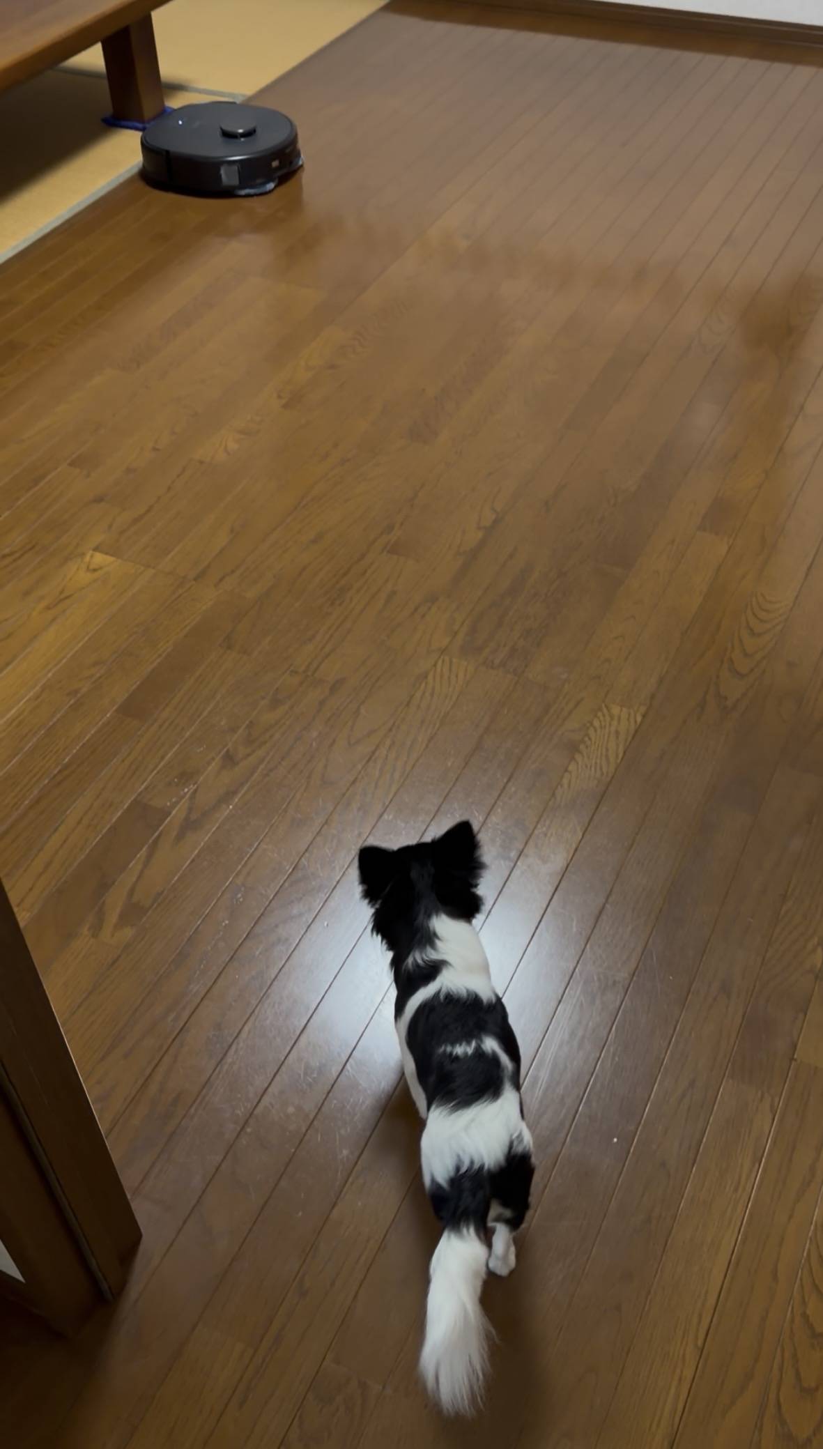 新入りvs犬。