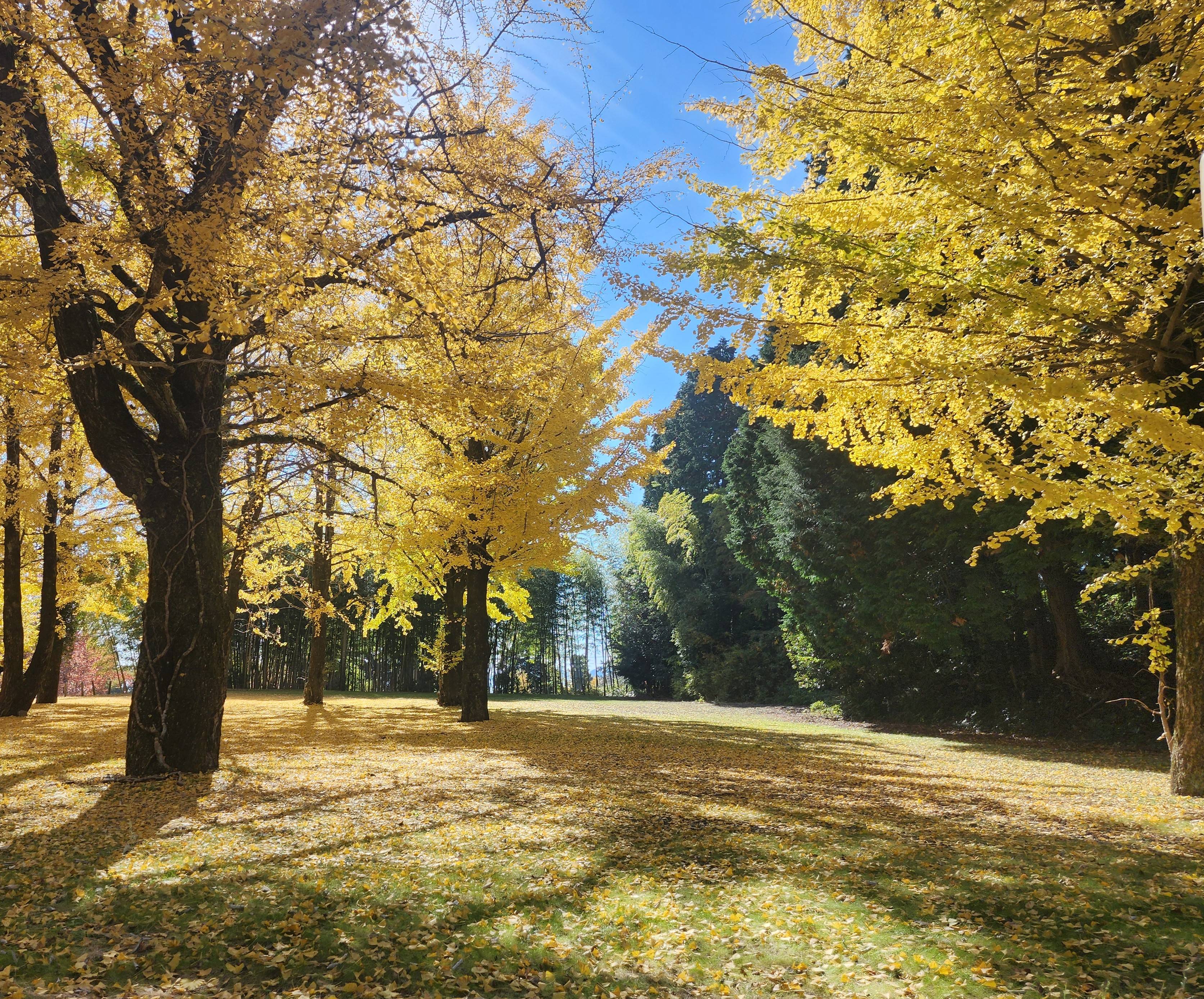 銀杏がとても綺麗でした！！！