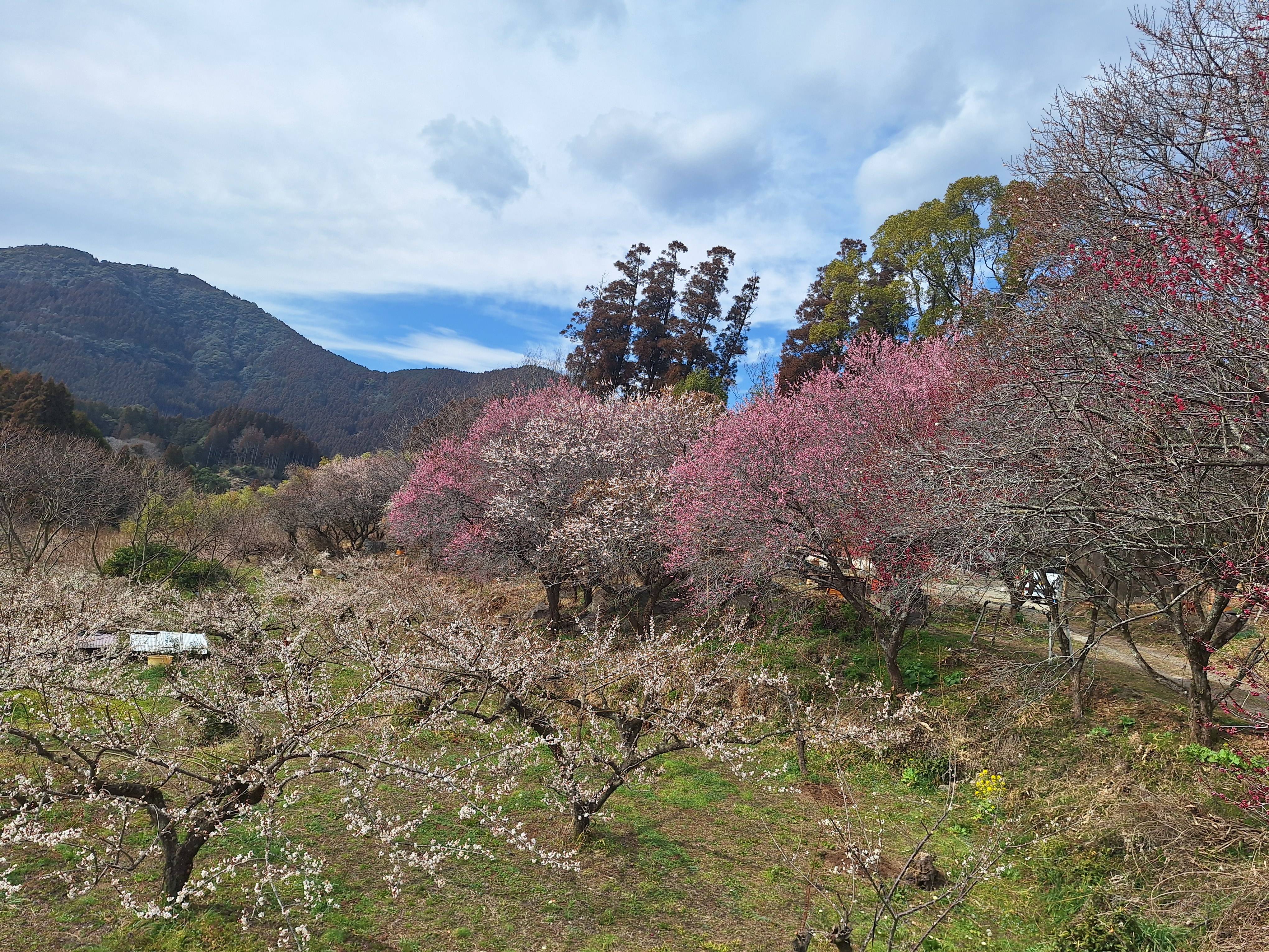 春ですね