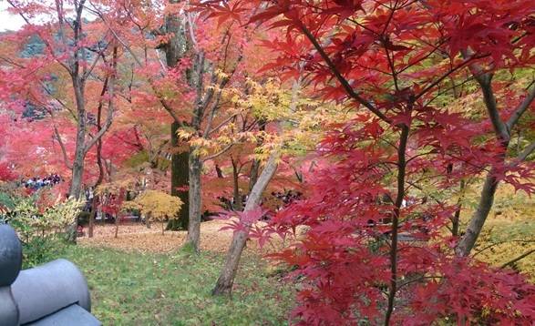 ♡ガリバー吹田千里丘店♡紅葉のお届け♡