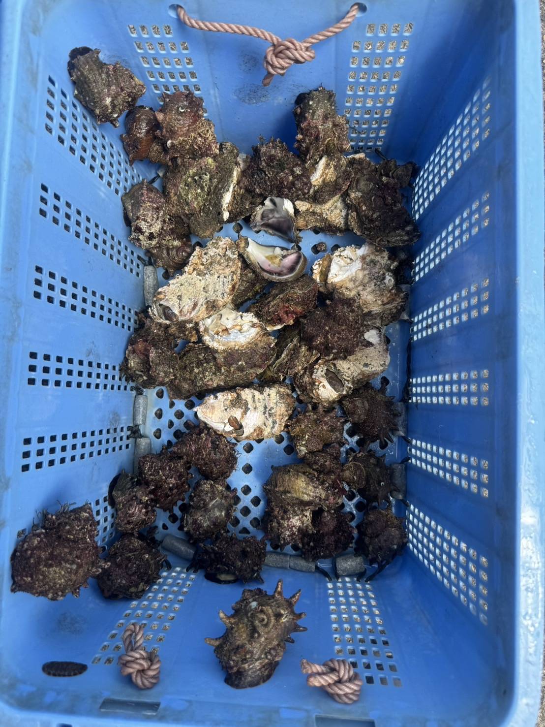 夏はBBQですね！　お盆休みでリフレッシュしました！01