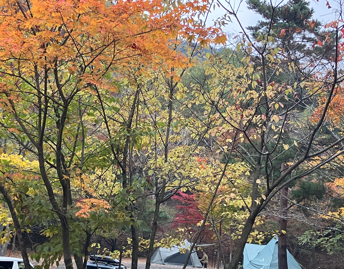 キャンプ場！紅葉始まりました！