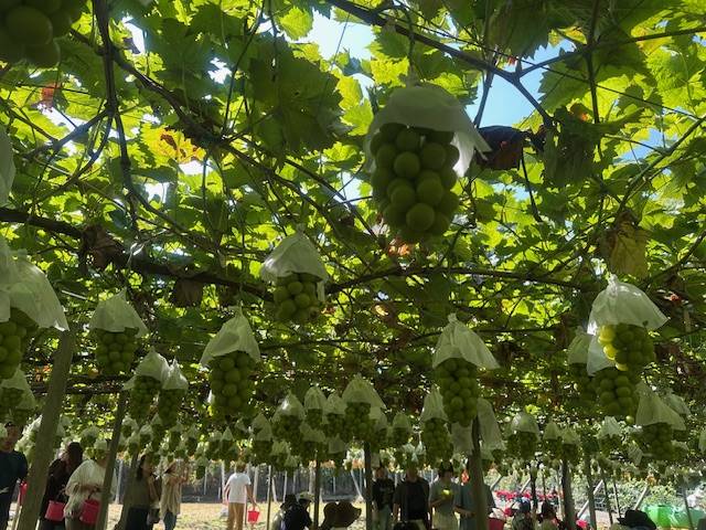 秋の味覚　シャインマスカット食べ放題！01