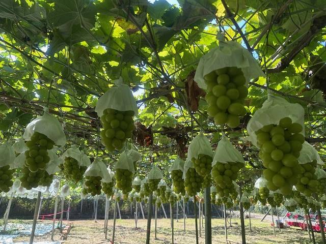 秋の味覚　シャインマスカット食べ放題！02