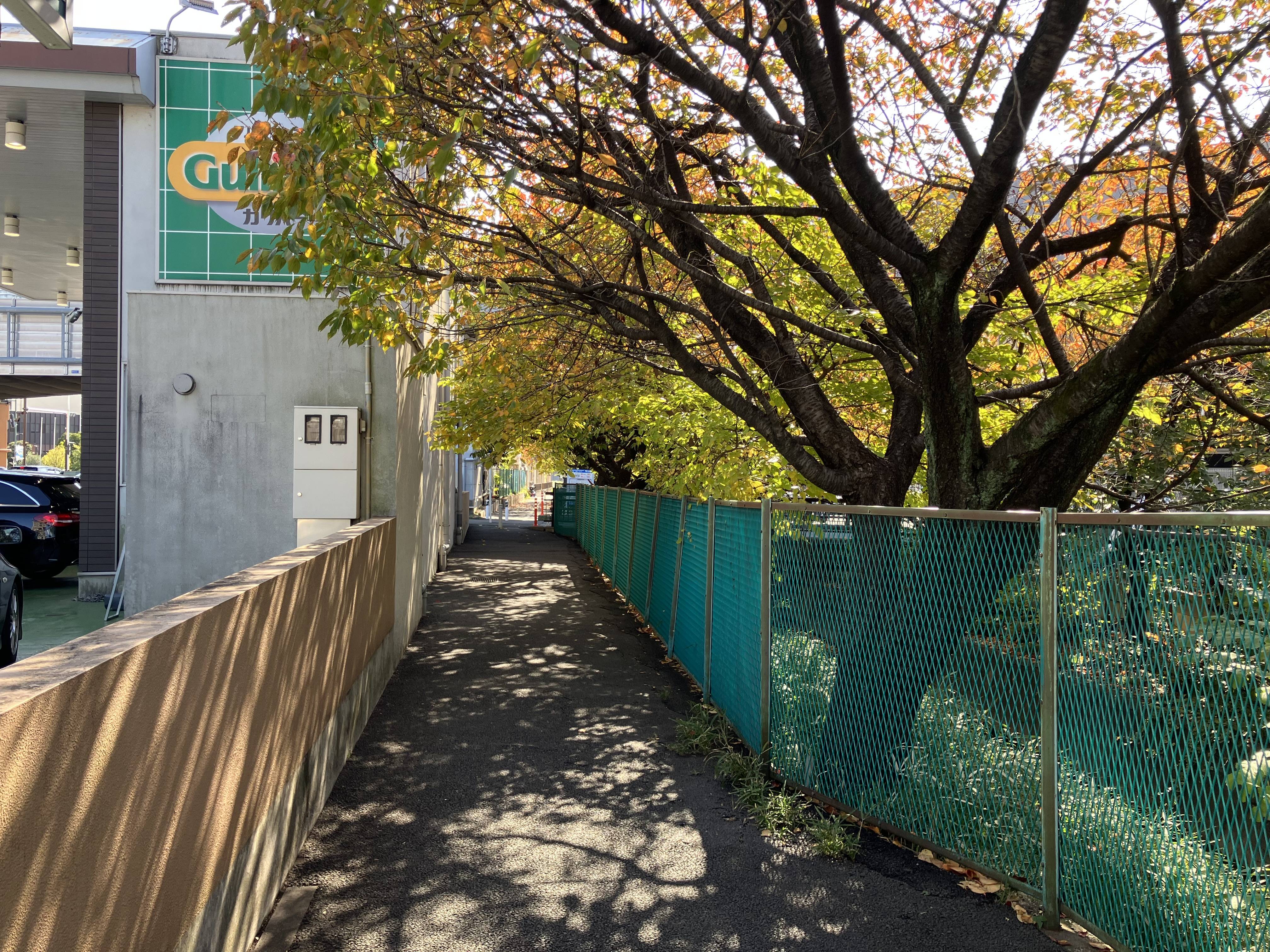 紅葉のシーズン到来ですね！