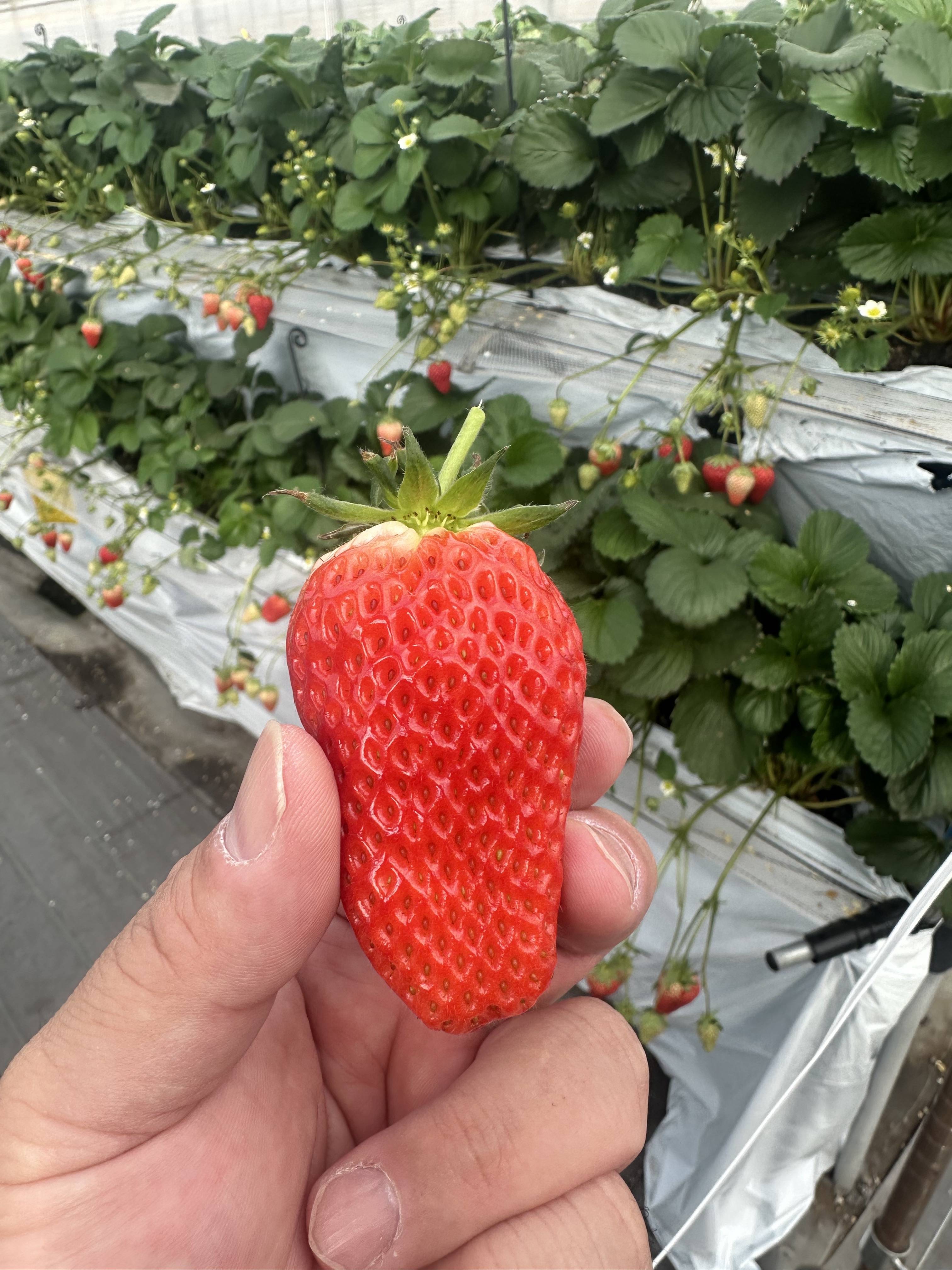 いちごをたくさん食べてきました！