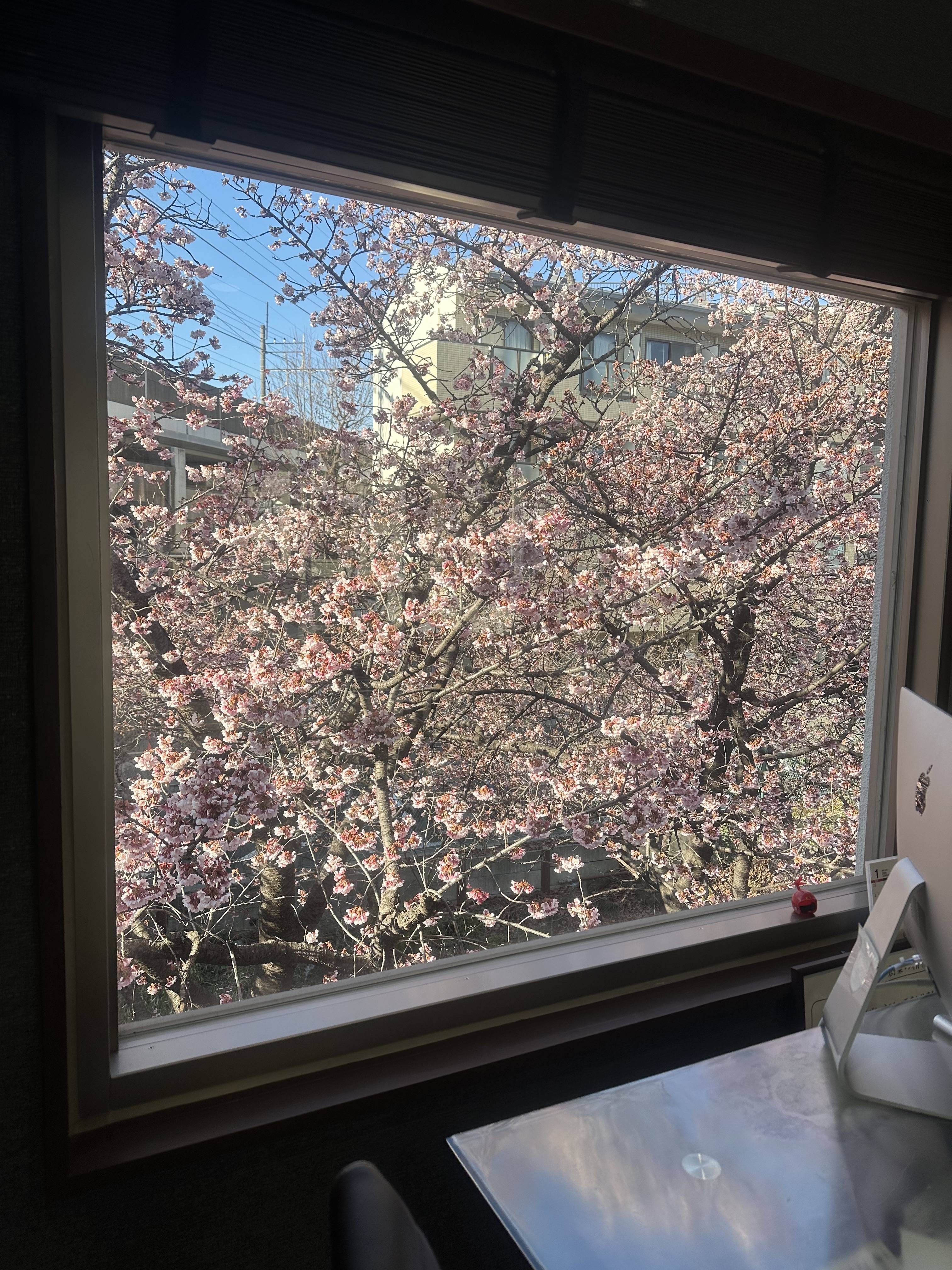 桜の季節になりました！