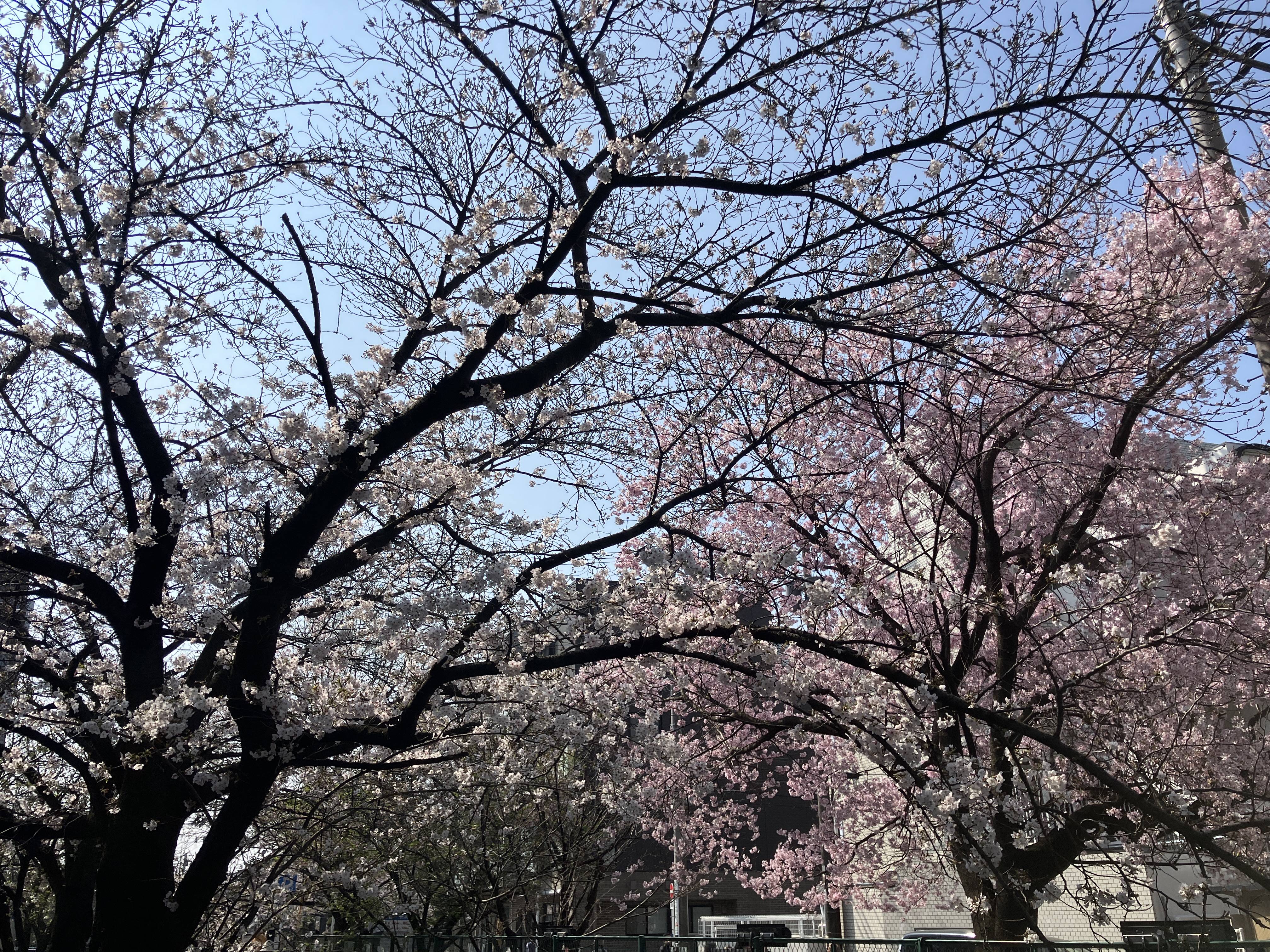 桜満開です！