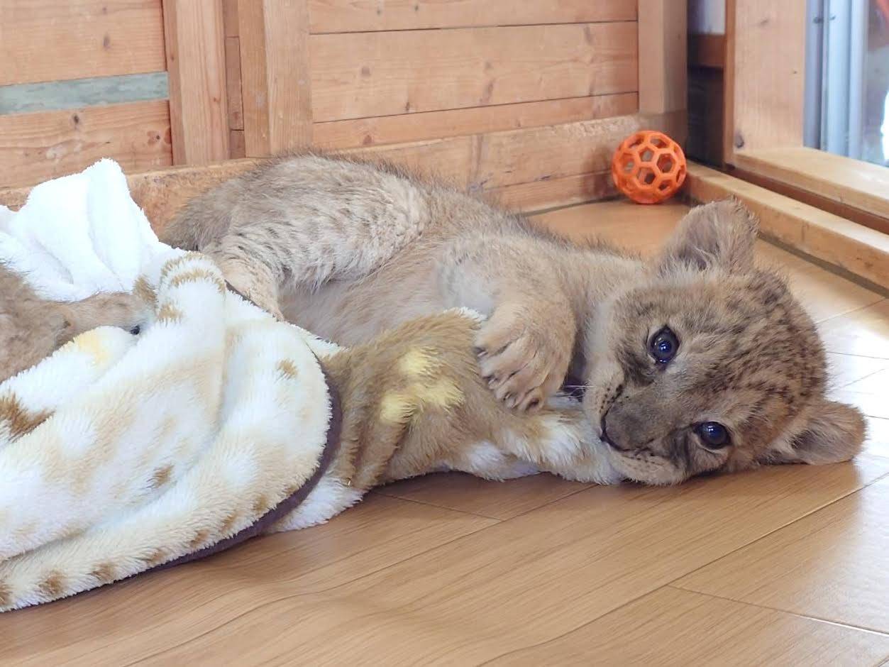 秋吉台サファリランドへの姪っ子ちゃんたちとのパジェロドライブ！！