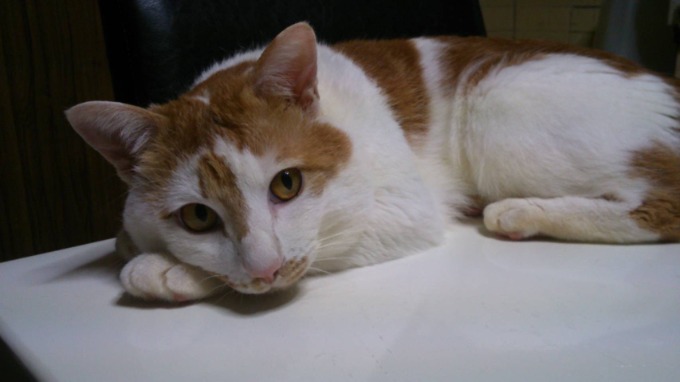 今日は猫の日！！！！02