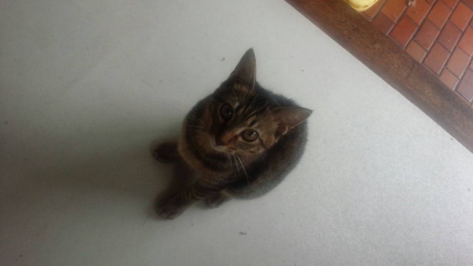 今日は猫の日！！！！03