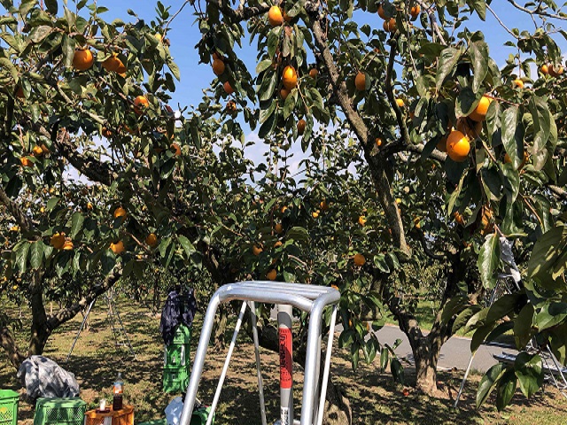 柿ちぎってきました！！