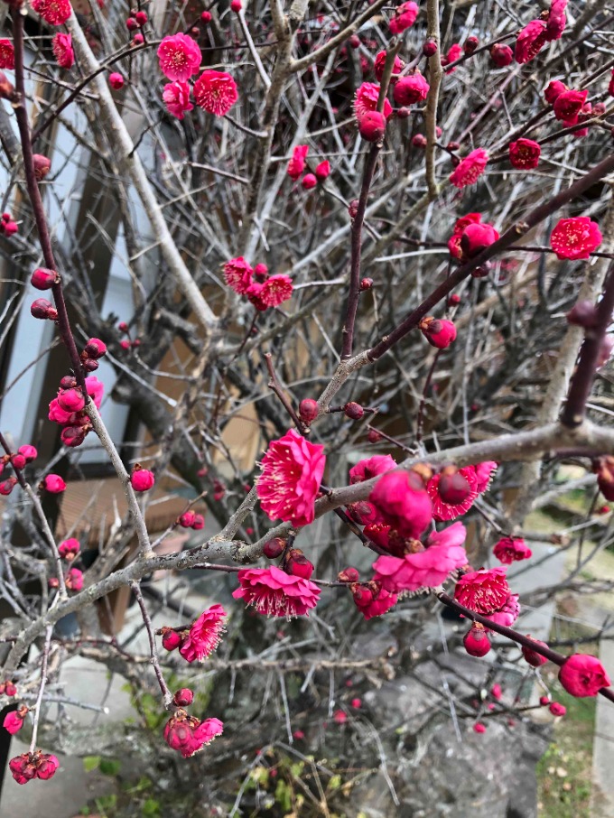 もう少しで春がくるはず！！