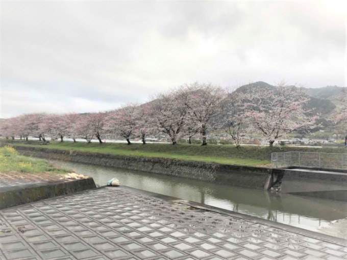 サクラ綺麗でした！！