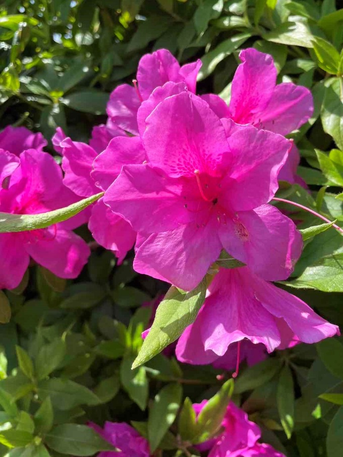 晴天でーす(*´▽｀*)