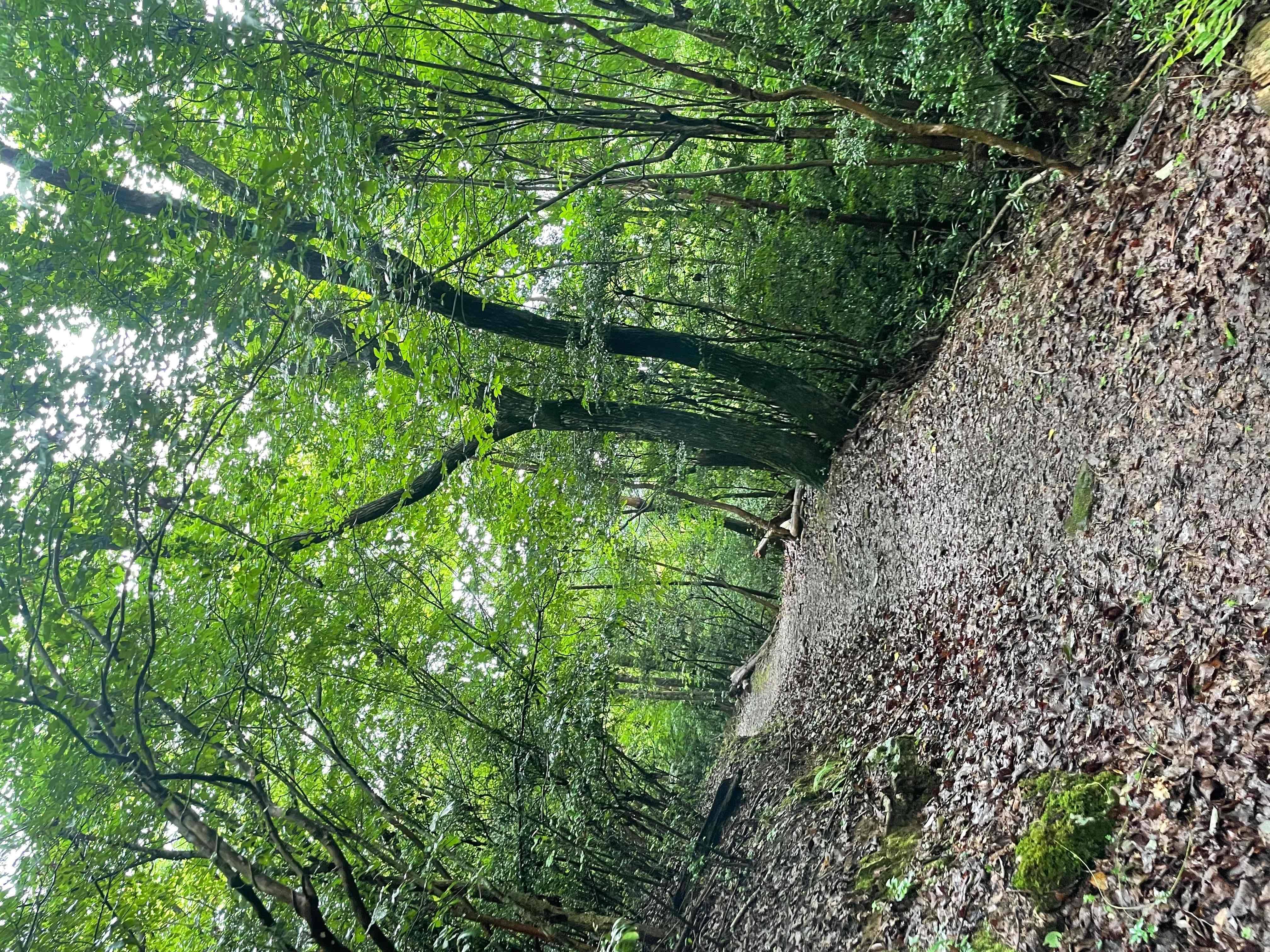 散歩