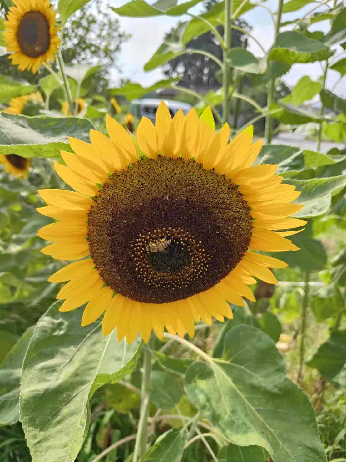 夏ですね