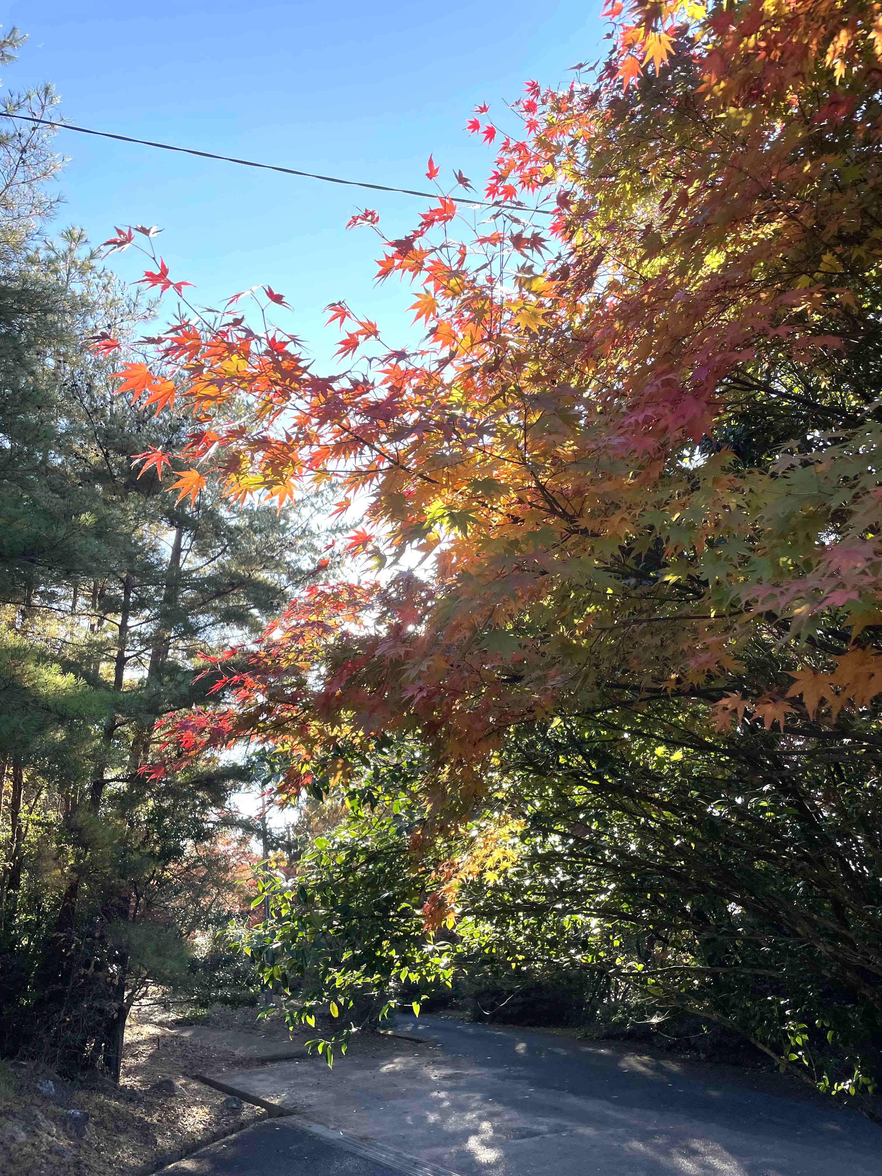 素敵な季節です！！