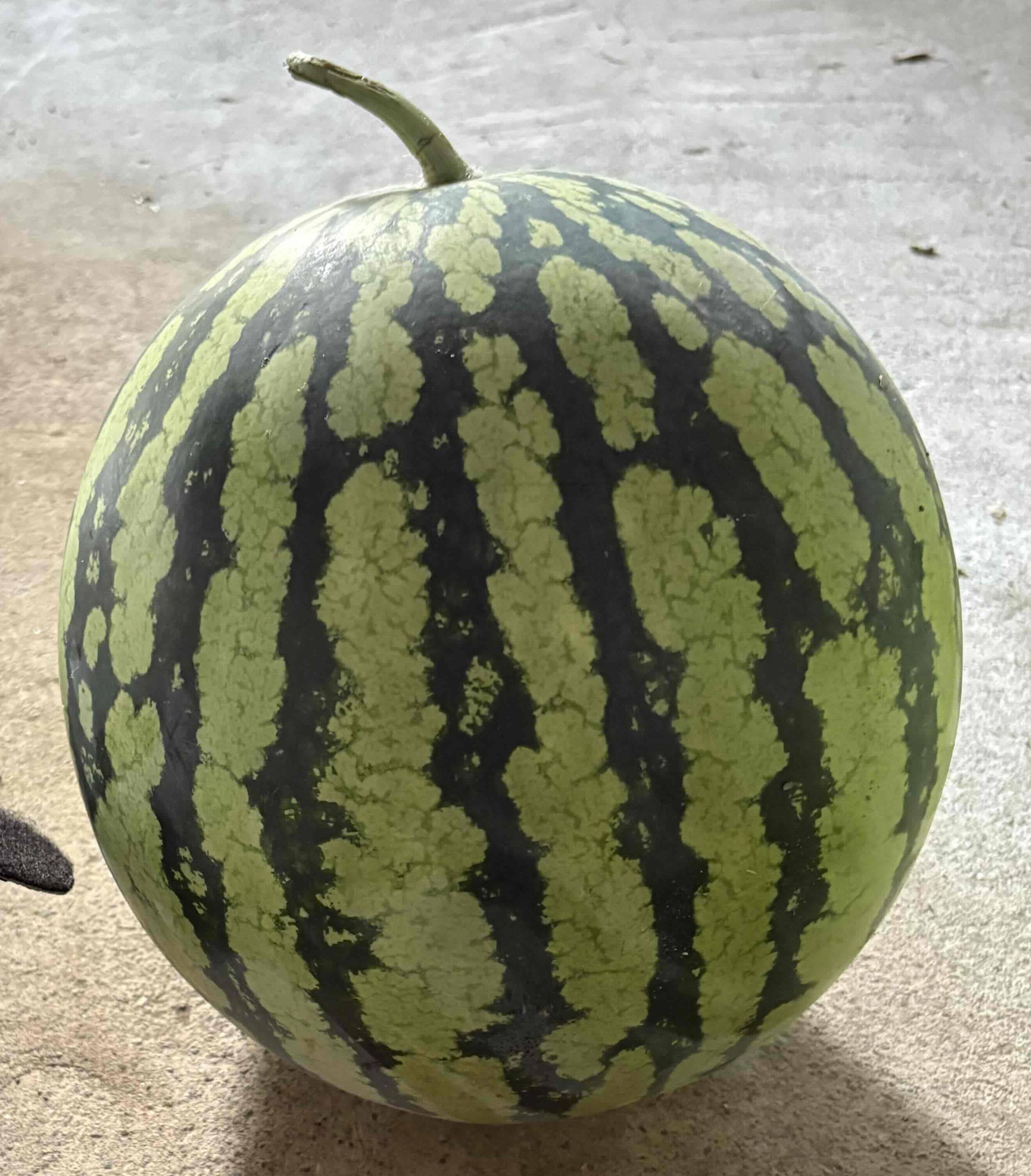夏です！！