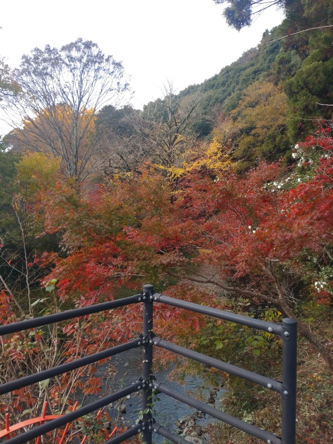 またまた紅葉ですみません！