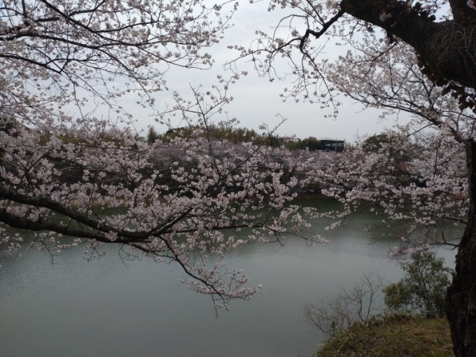 またまた桜です！03