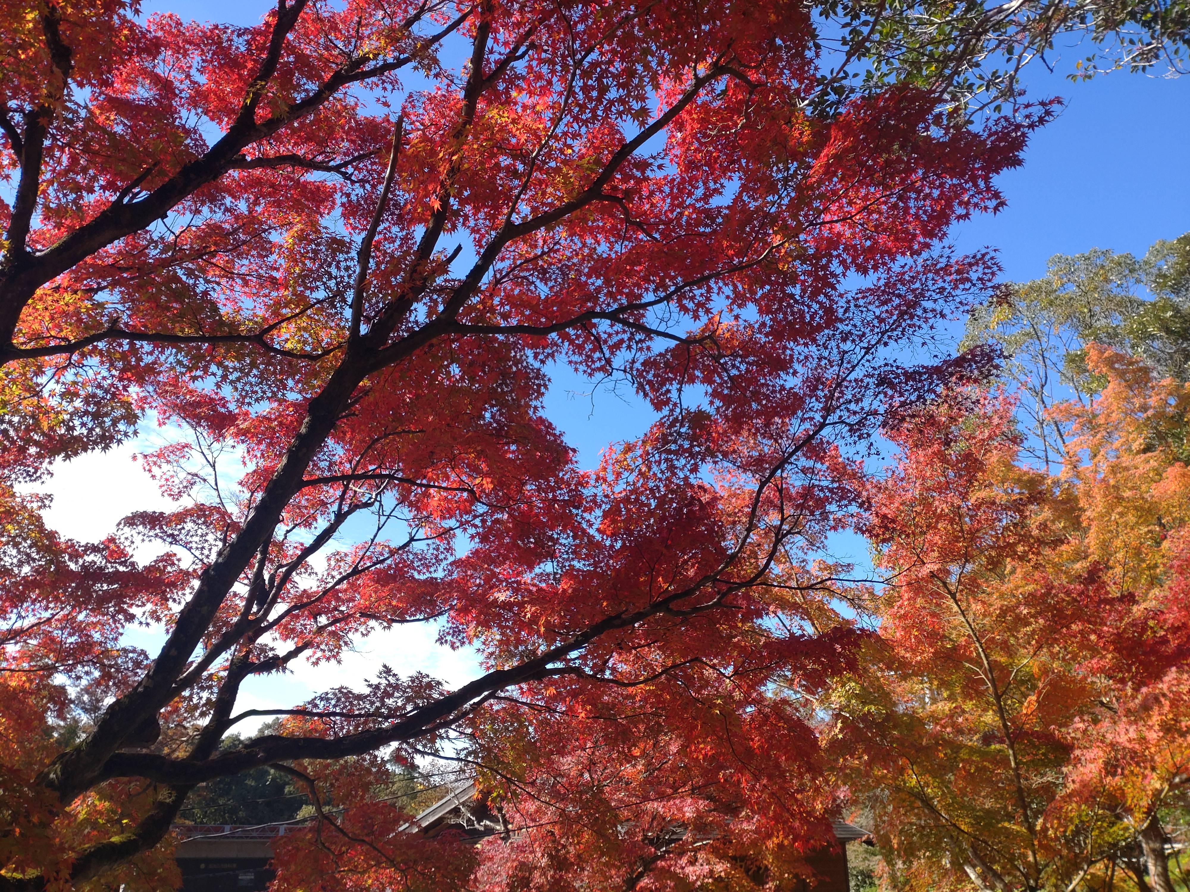 古湯温泉に行ってきました！！