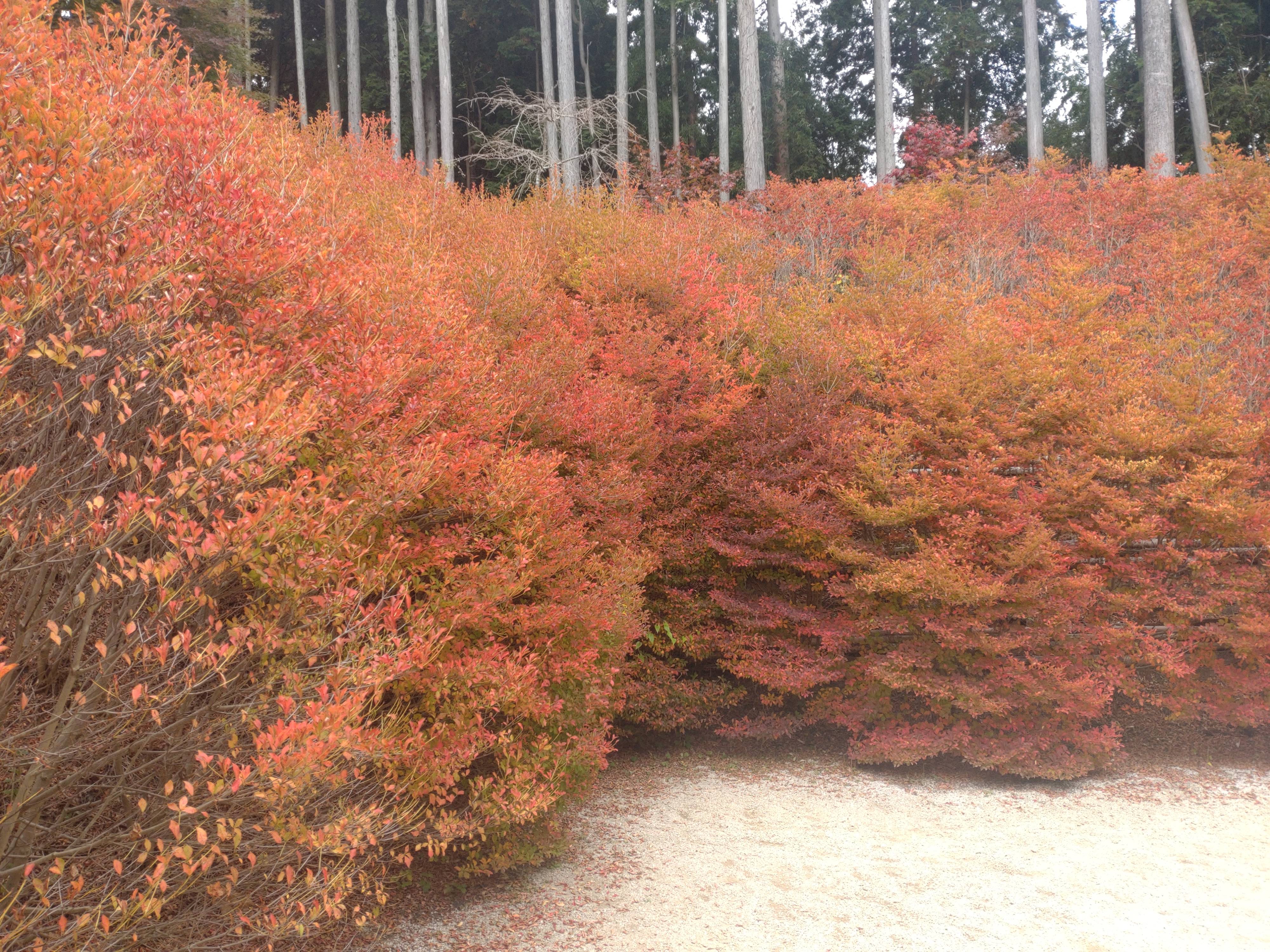 今年も絶景でした！！02