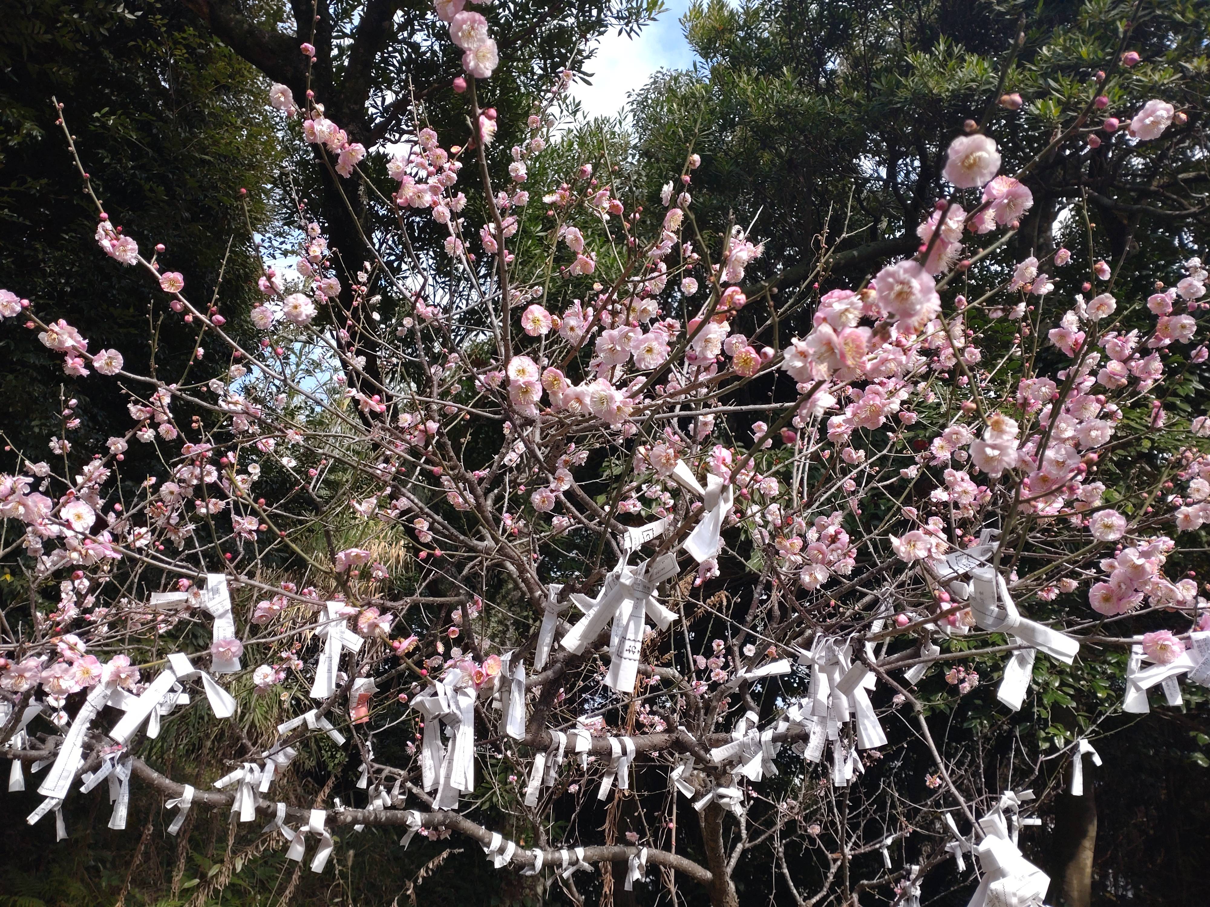 見頃でした！！