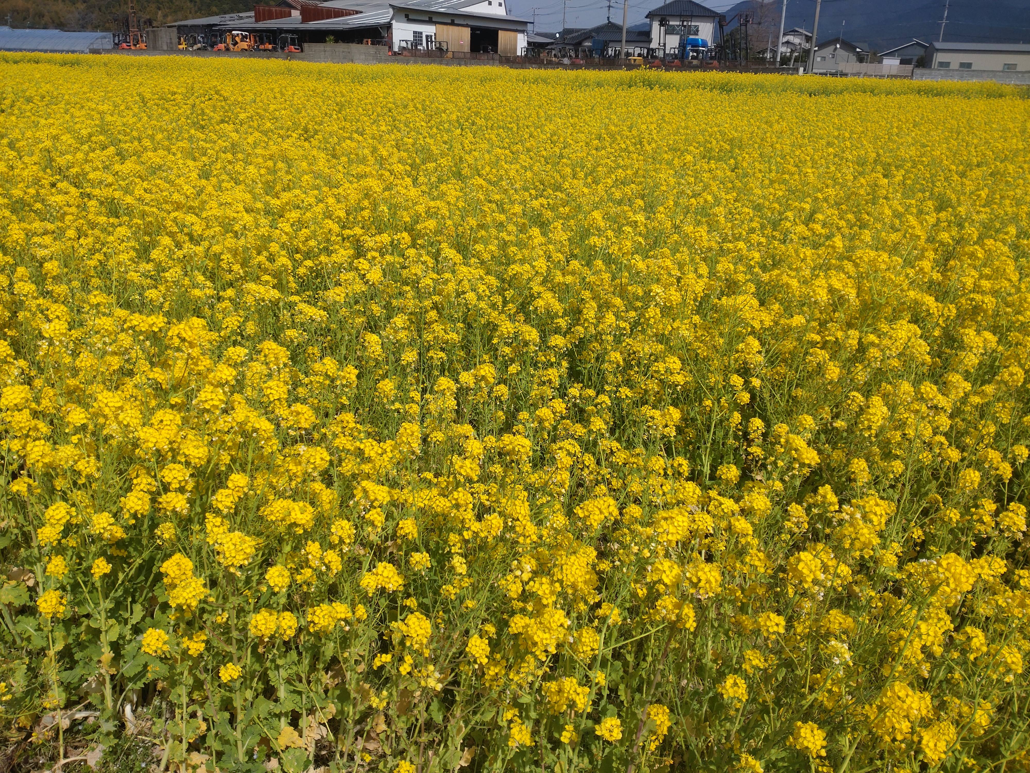 金色のジュータン！