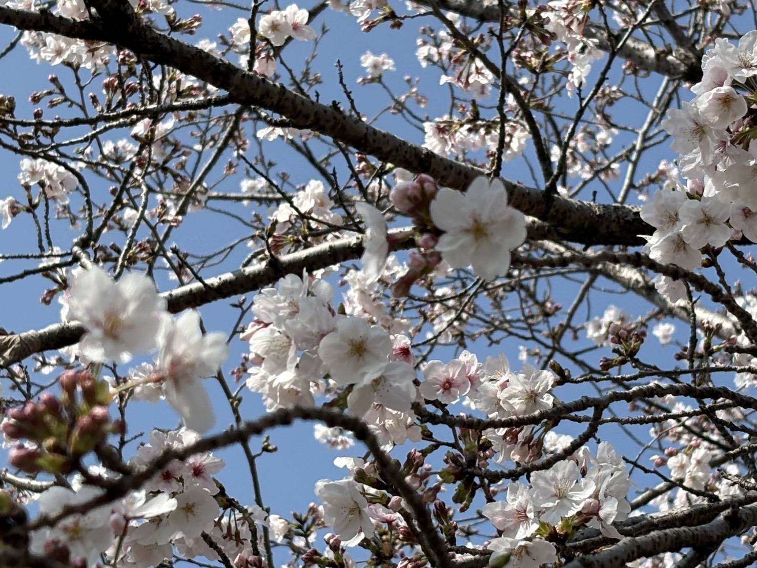 この季節がやってきました！！